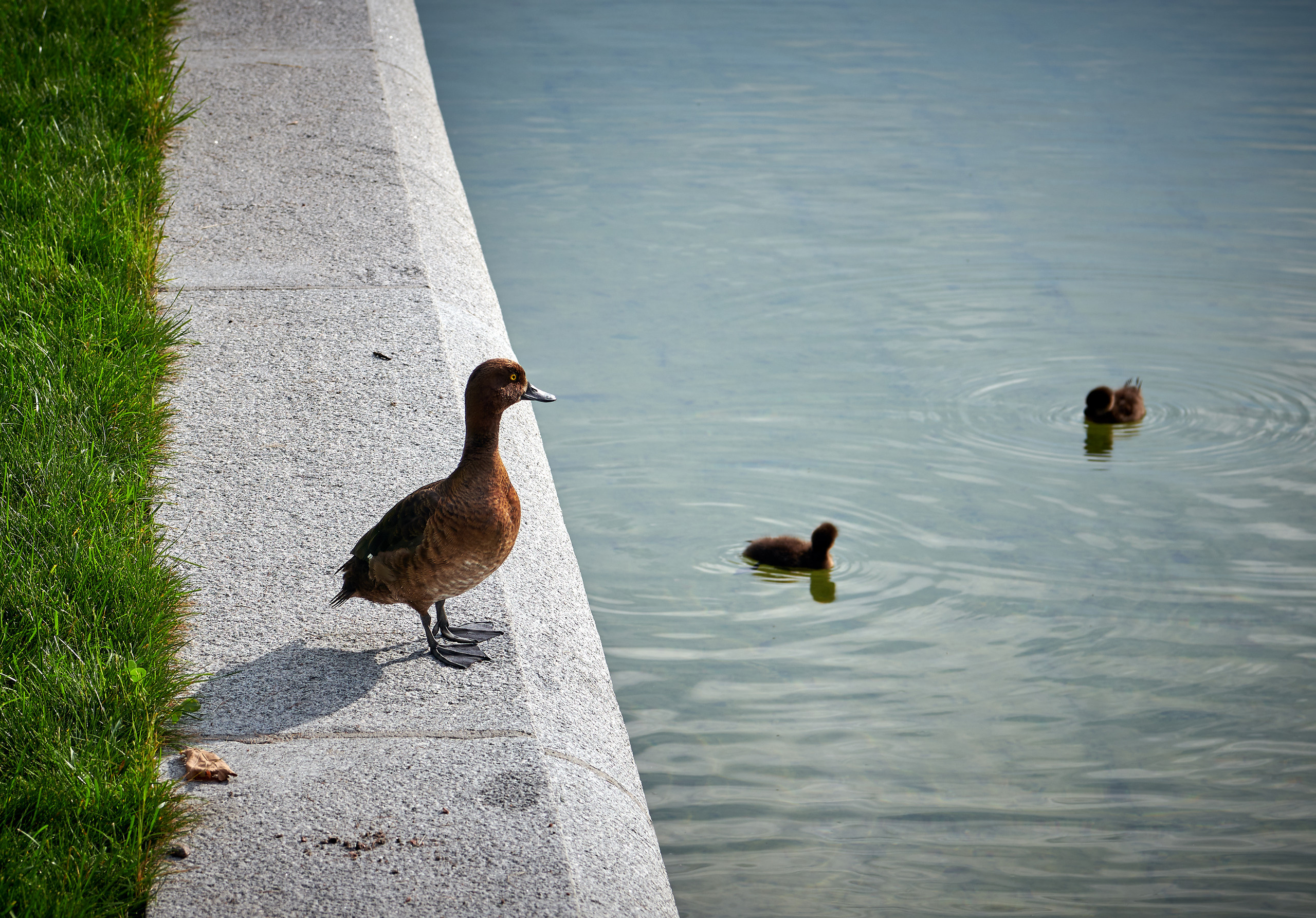 Питер 2018. Владимир Власюк