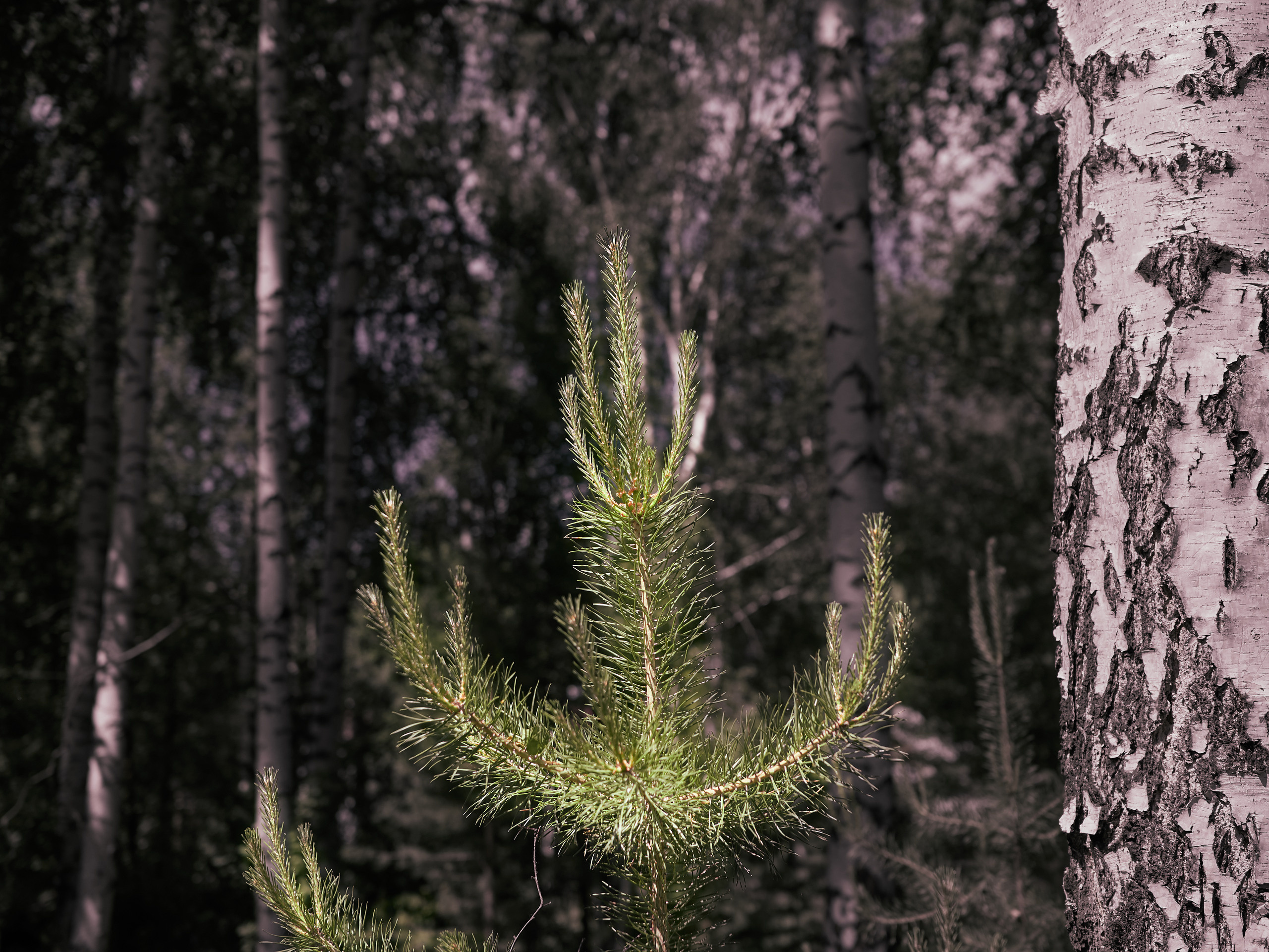 Екатеринбург. Владимир Власюк
