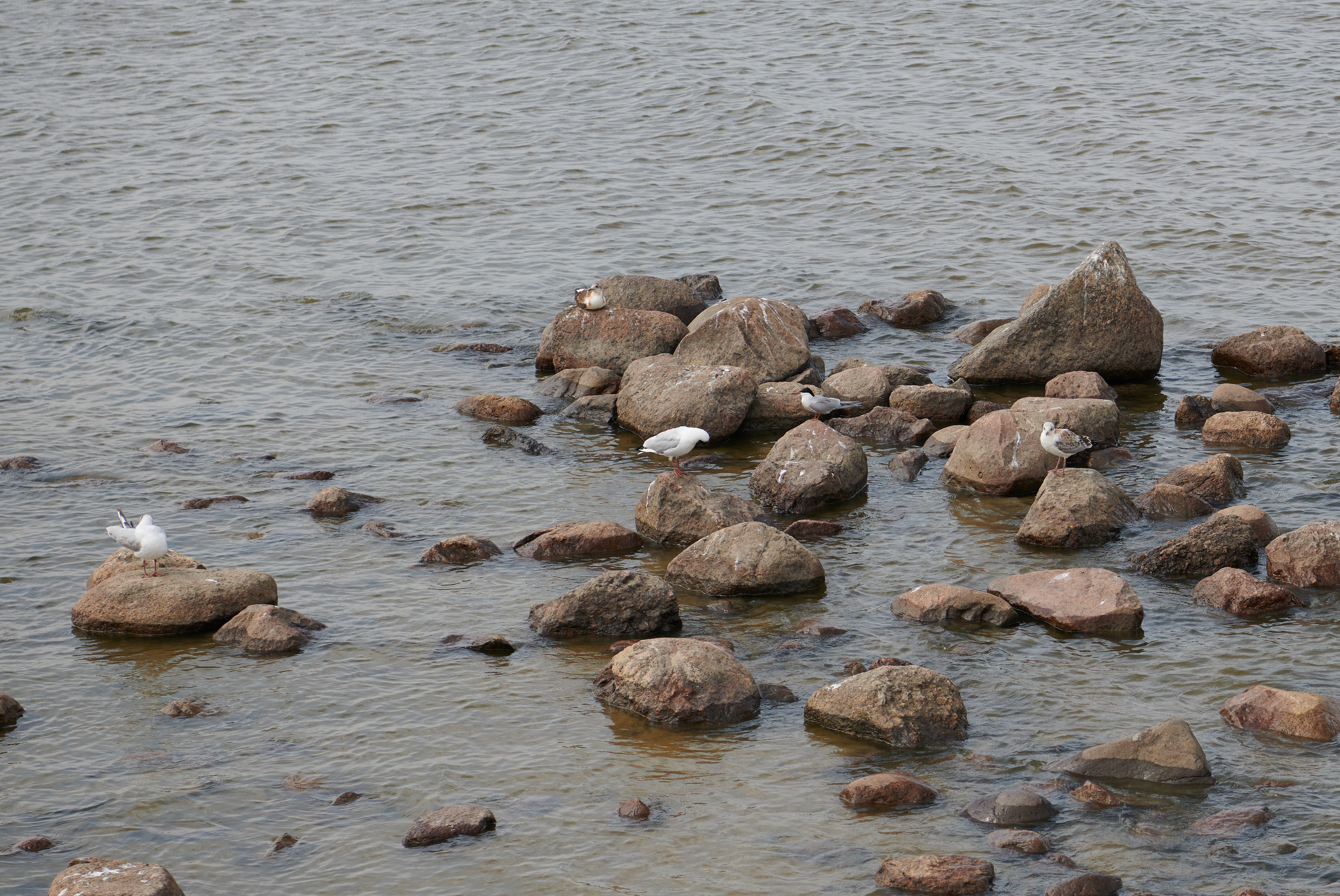 Питер 2018. Владимир Власюк