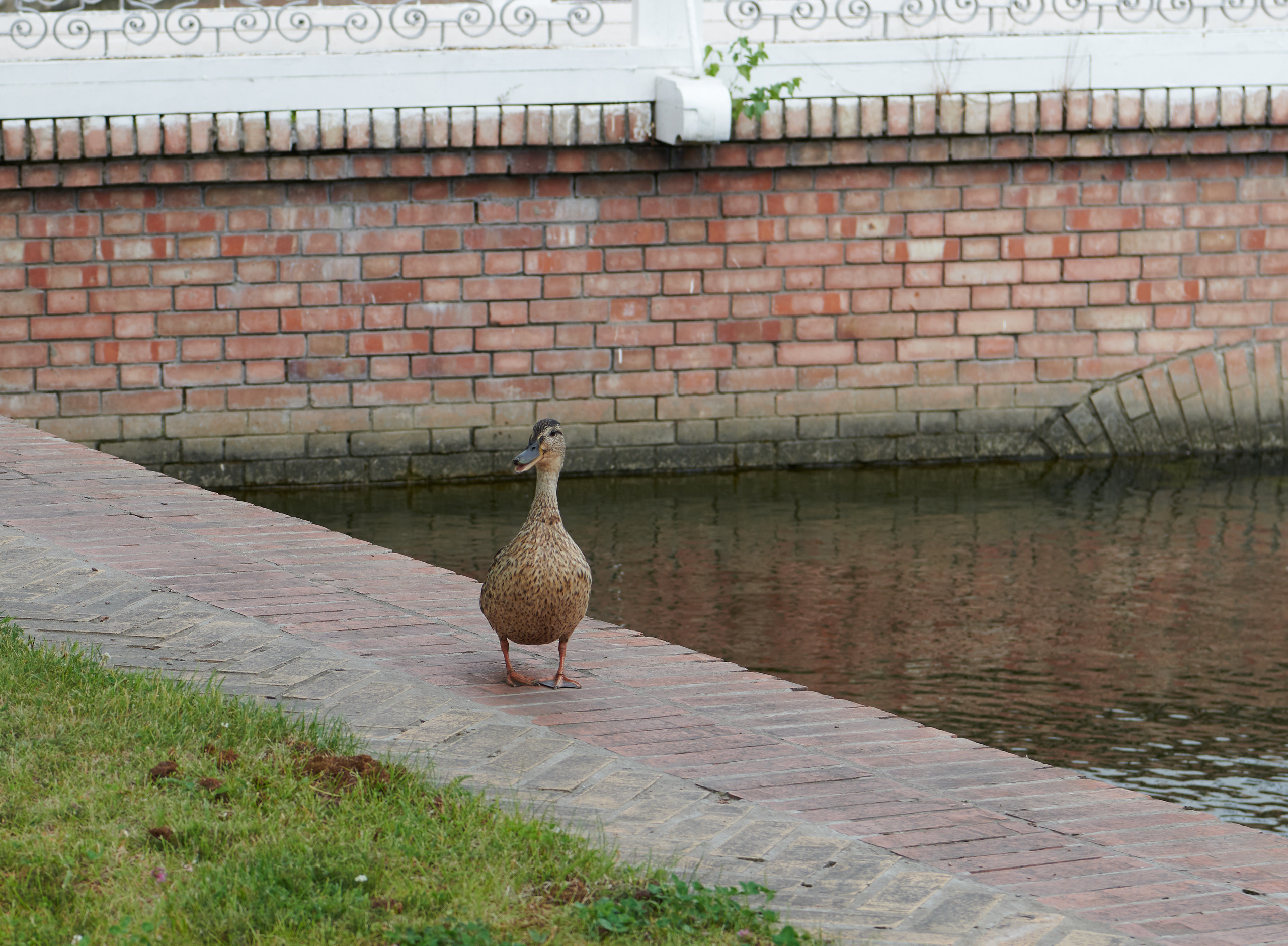 НАШИ ФОТО. Владимир Власюк