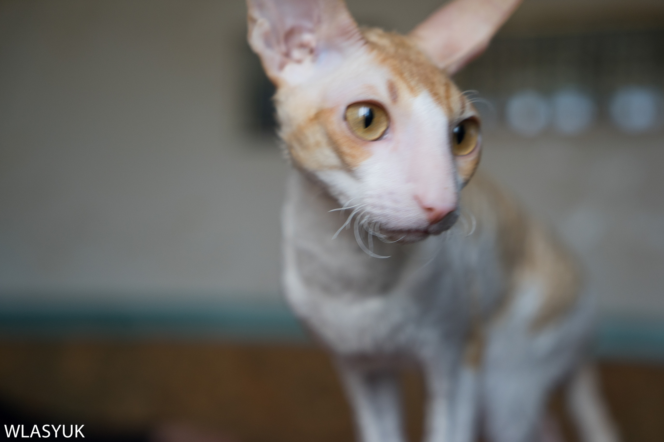 Екатеринбург. Владимир Власюк