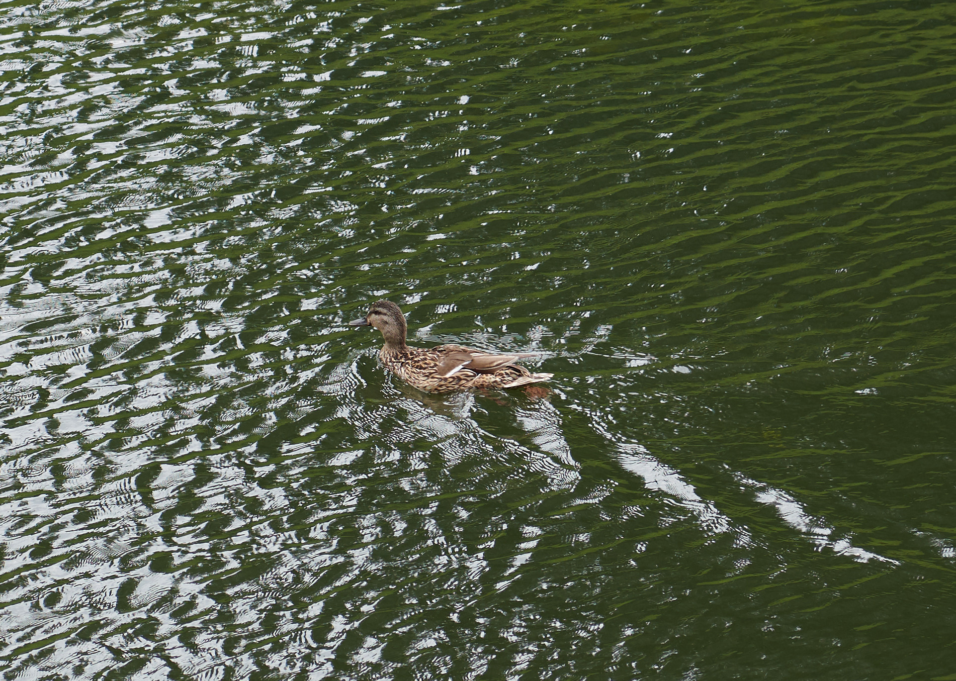 НАШИ ФОТО. Владимир Власюк
