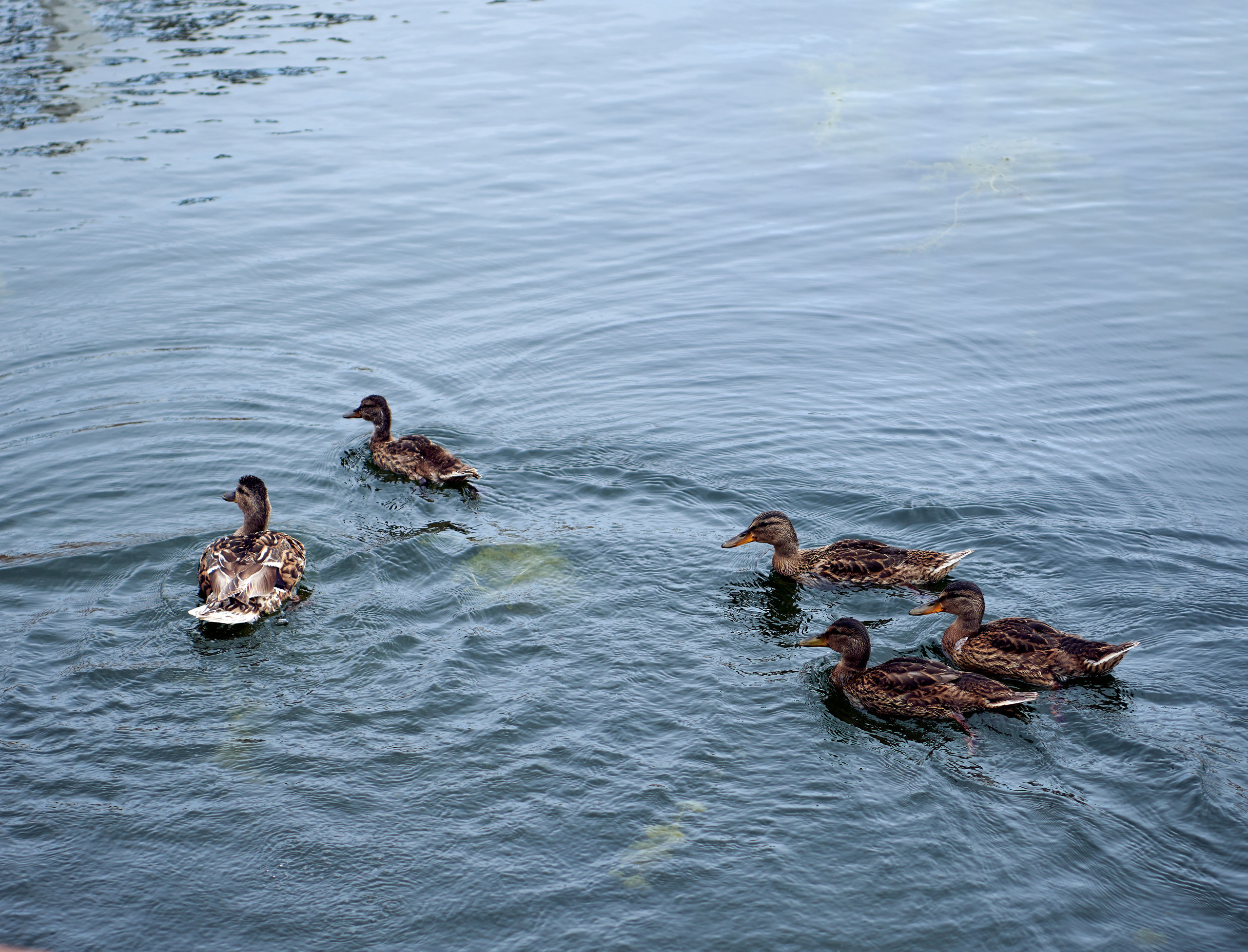 НАШИ ФОТО. Владимир Власюк