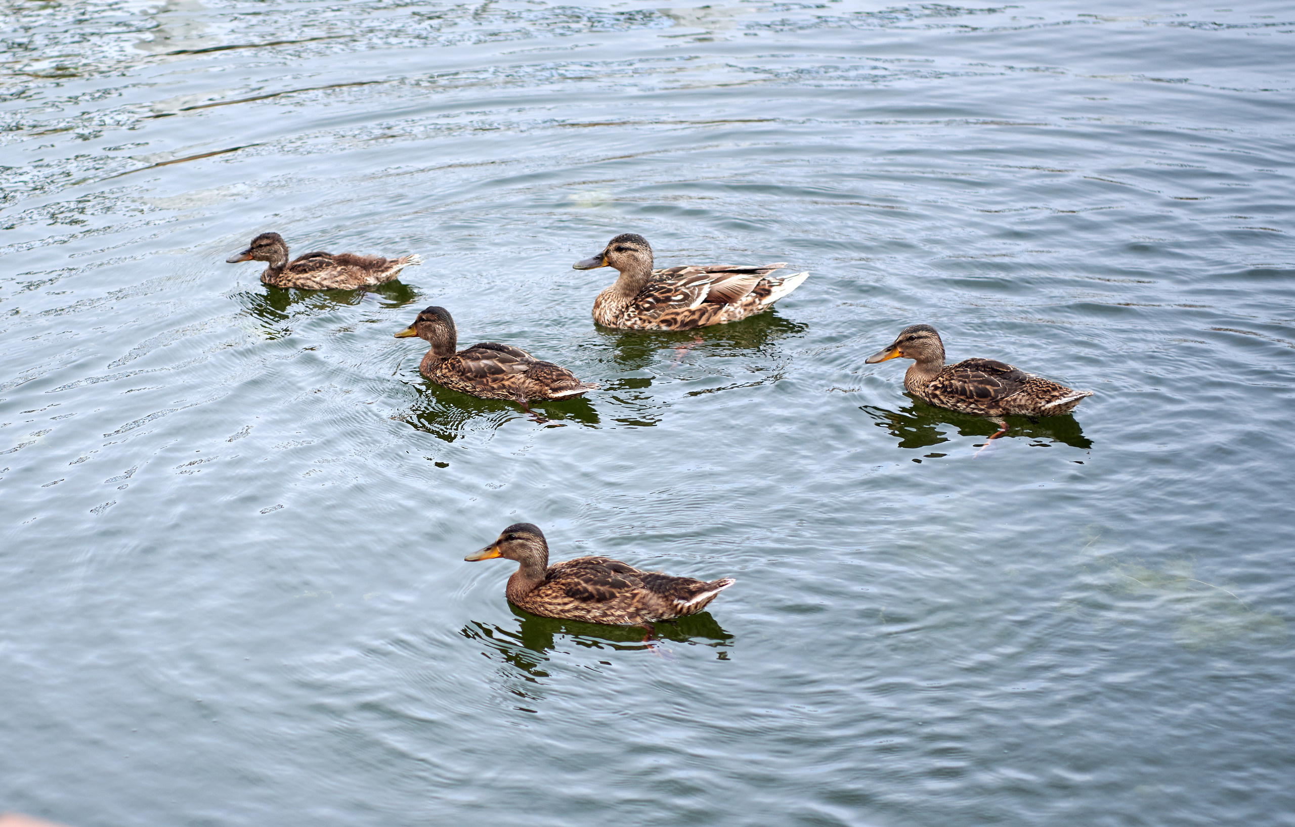Питер 2018. Владимир Власюк