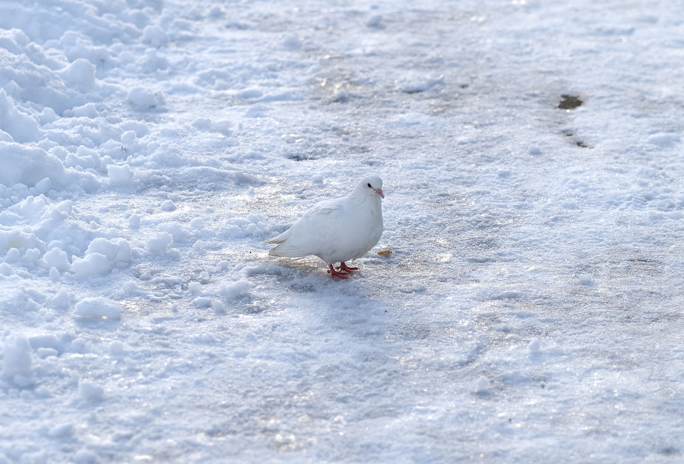 НАШИ ФОТО. Владимир Власюк