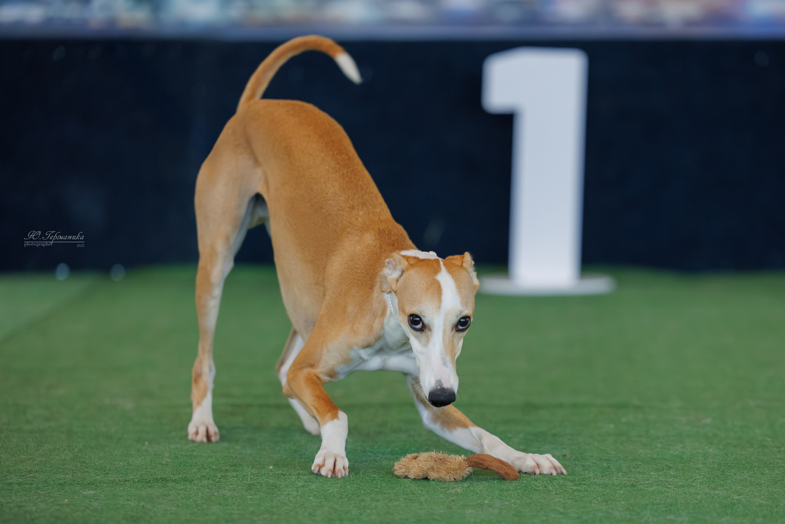 Батуми 3хCACIB 27-29.06.2025. Фотограф-анималист Юлия Германика
