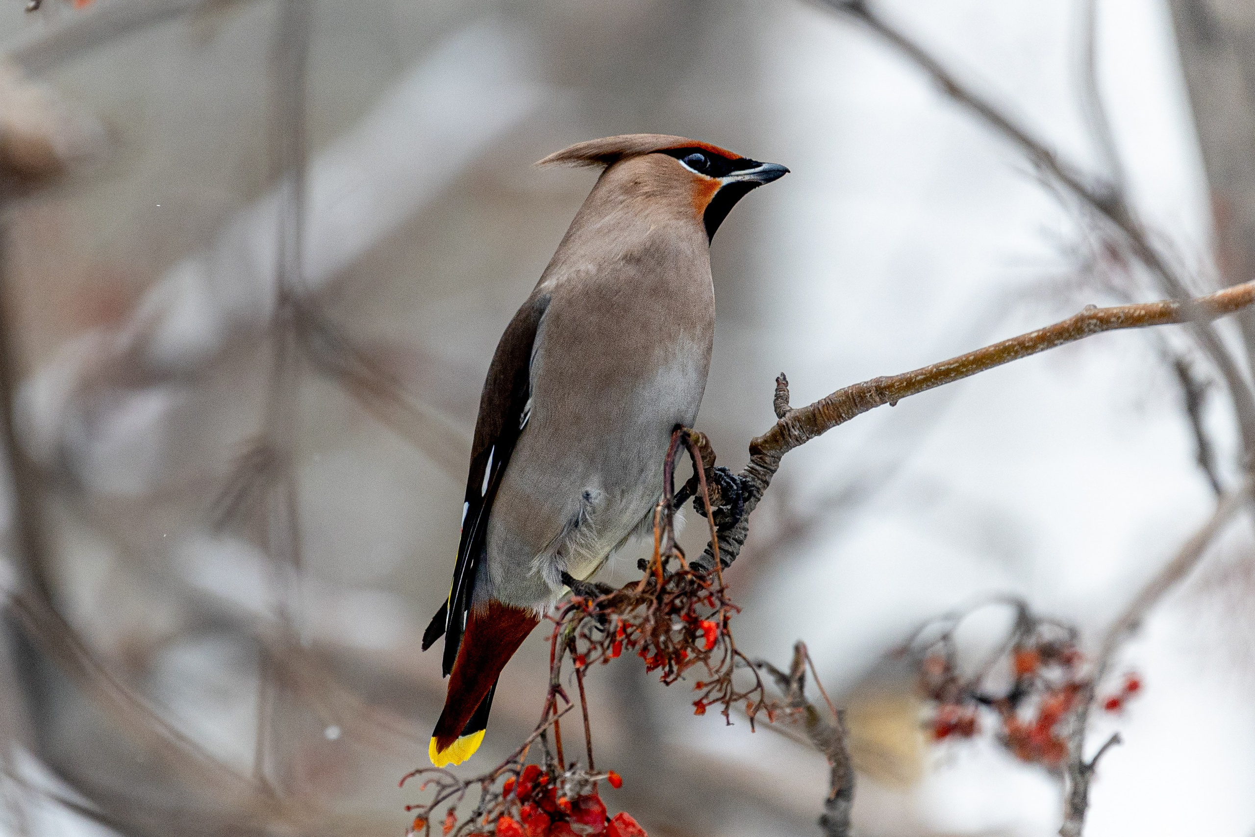 СТРИТ И ПРИРОДА. Репортажный фотограф Наталья Лапцевич