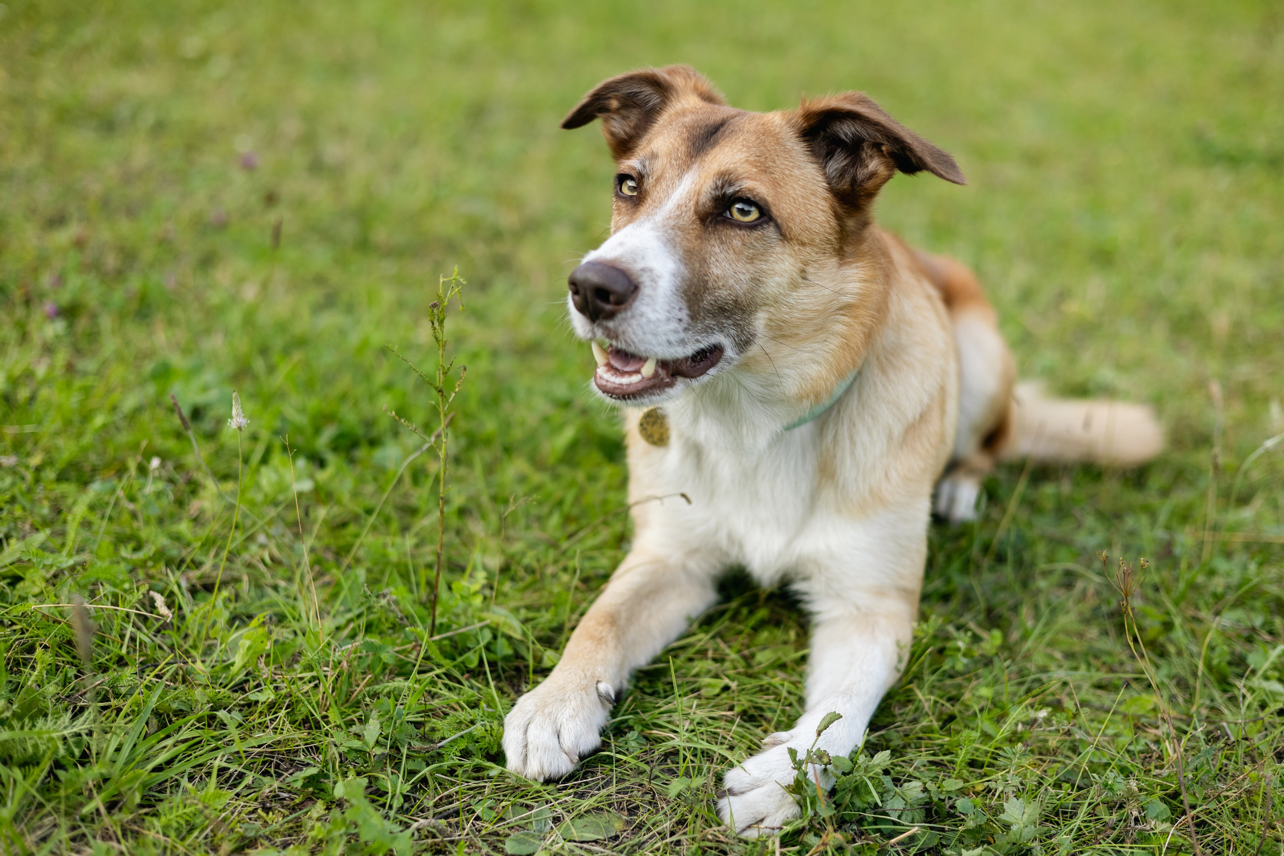 VI ОТКРЫТЫЕ КИНОЛОГИЧЕСКИЕ СОРЕВНОВАНИЯ. ЧЕЛЯБИНСКАЯ ОБЛАСТЬ 2025. Репортажный фотограф Наталья Лапцевич
