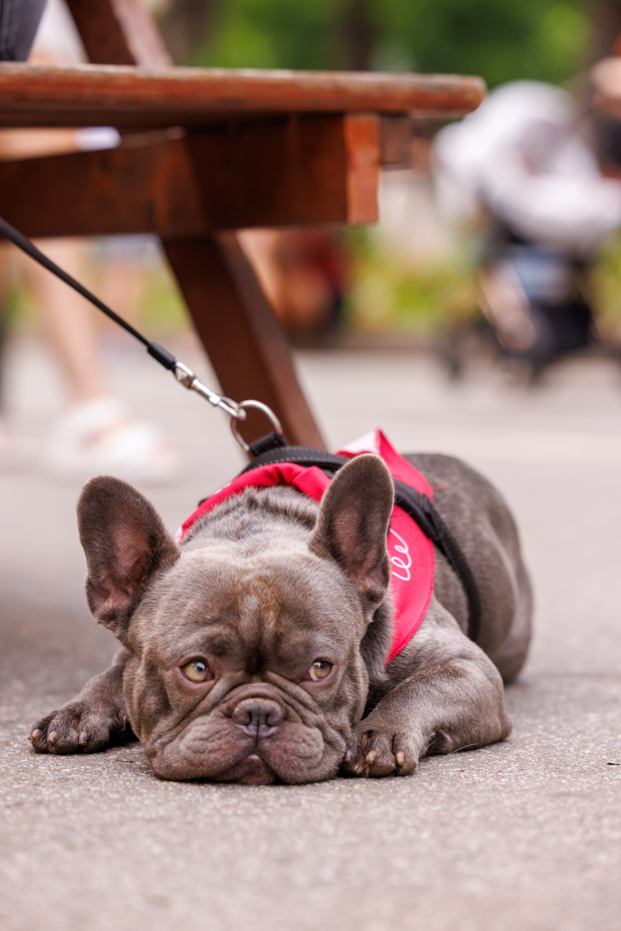 PetShopDays2026. Фотограф Александр Заломаев