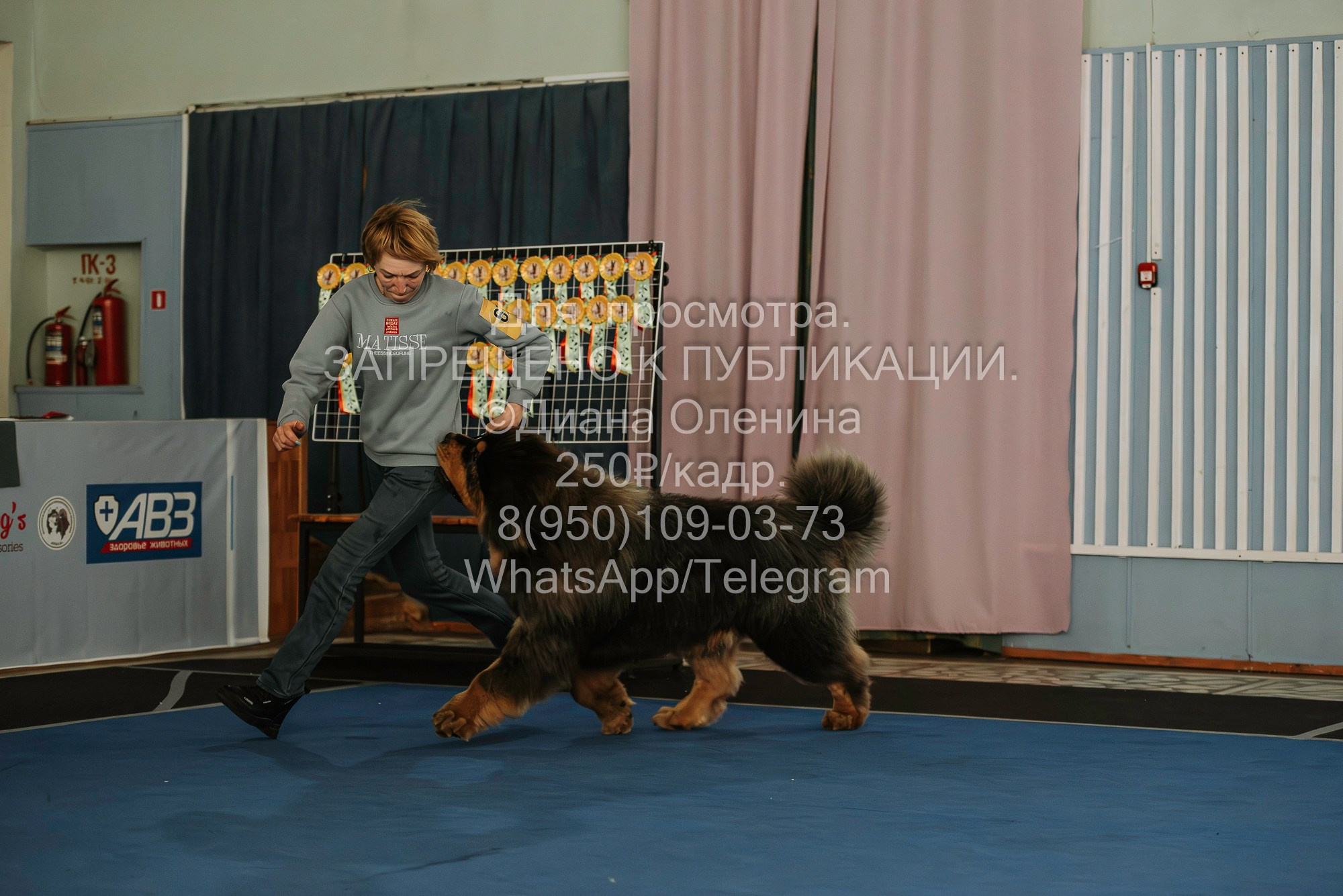 Выставка собак Красноярск 29.10.2023. Фотограф Диана Оленина Красноярск / Братск