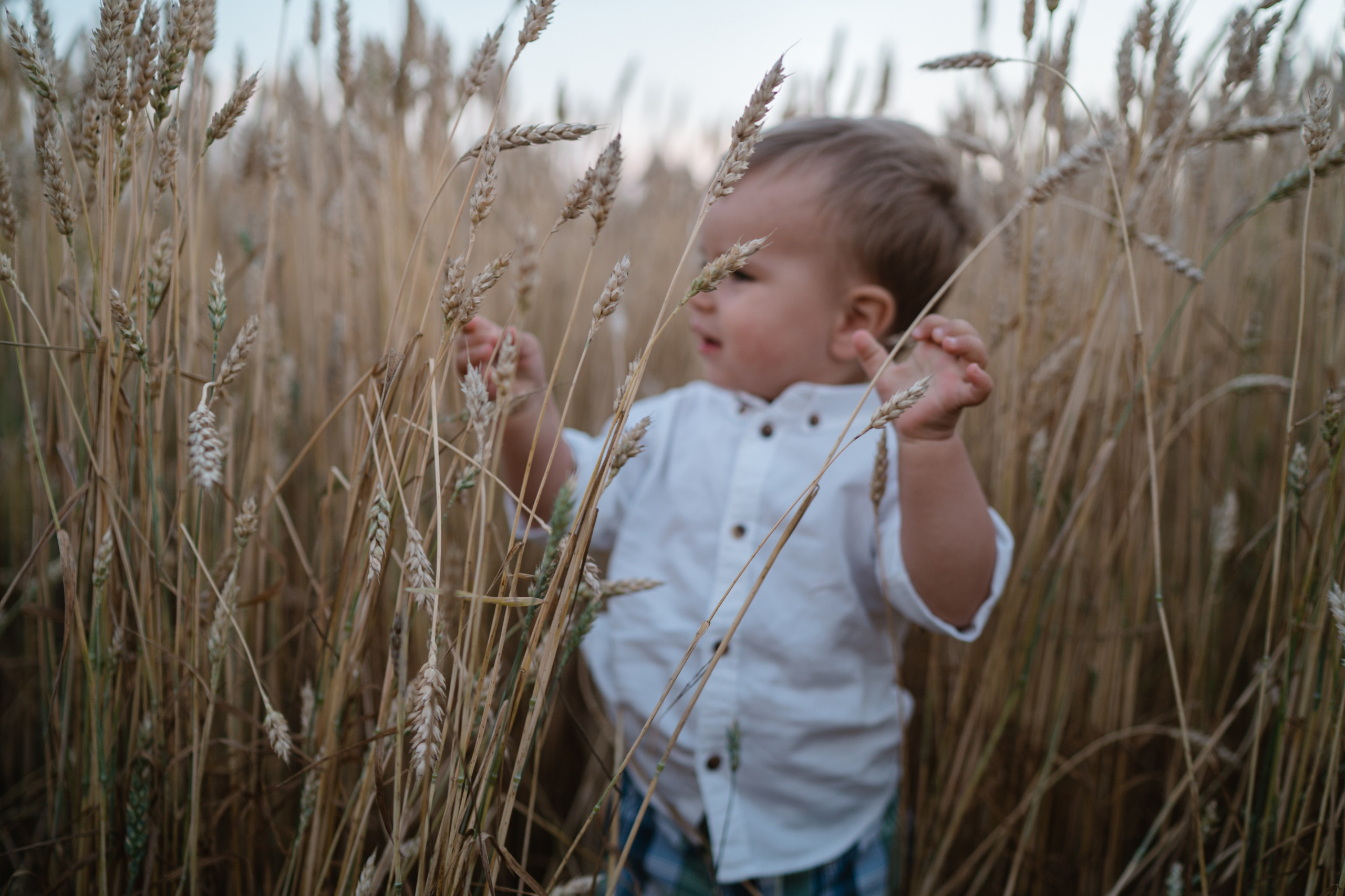 Вечер в колосках. Семейный и детский фотограф Москва Дарья Бугра