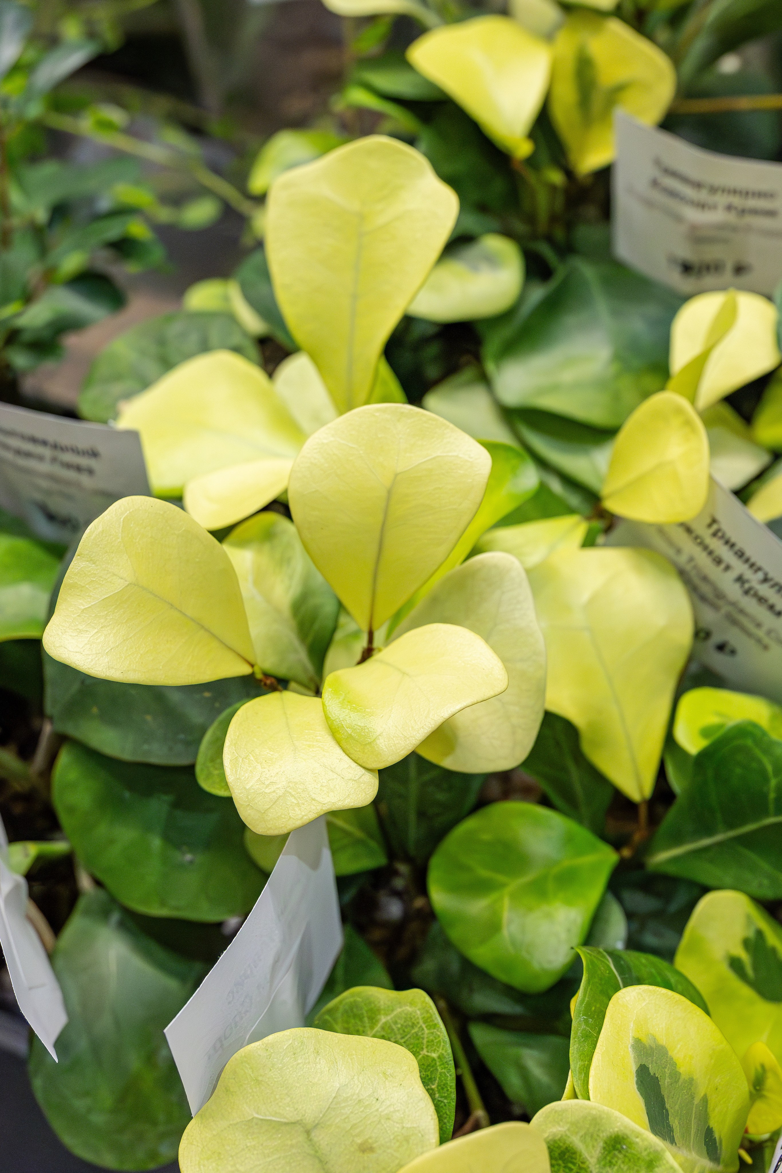 Монстериум апрель 2026. Александра Куликова фотограф, Москва