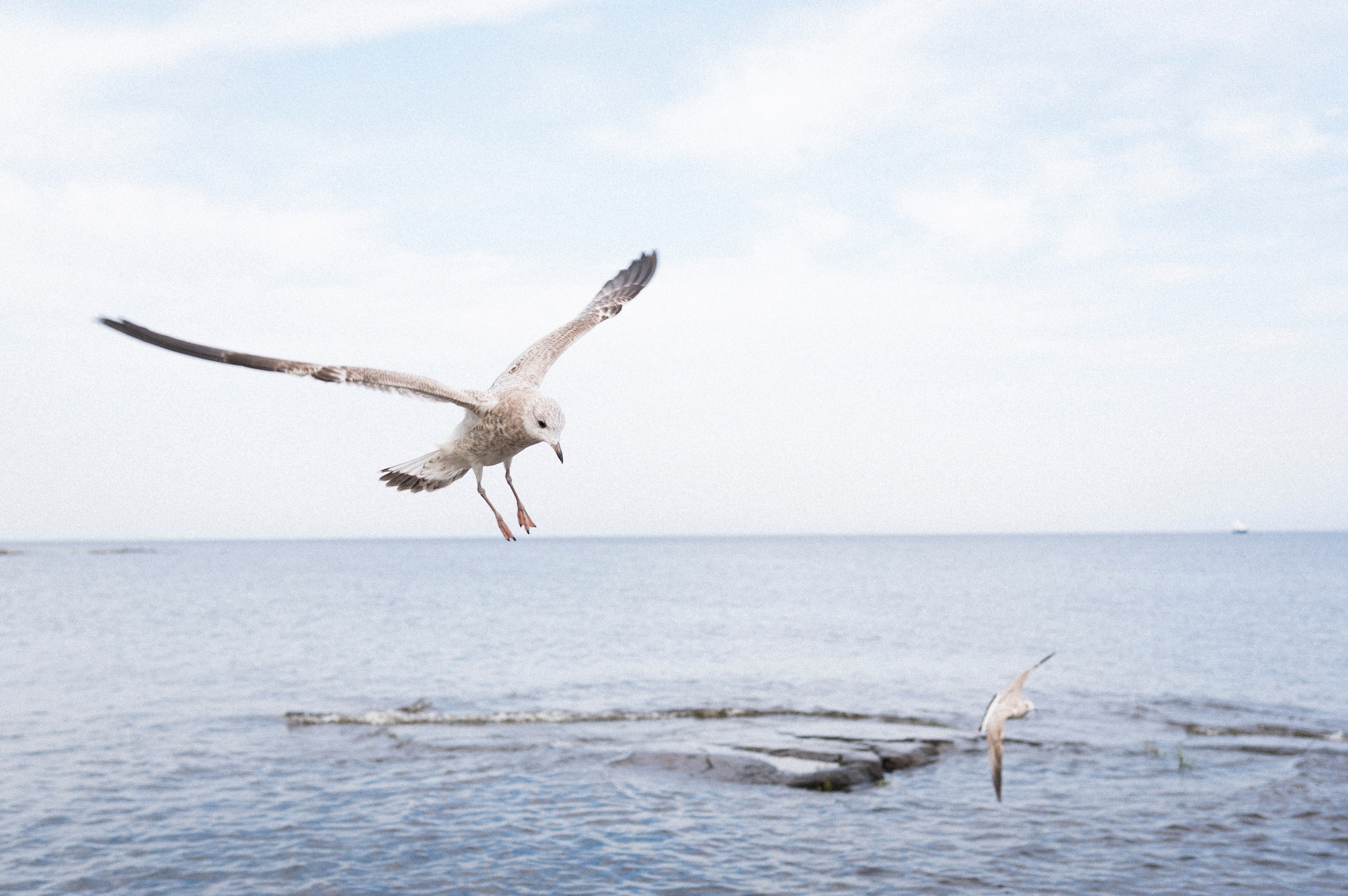 North 2024. Kartascheff