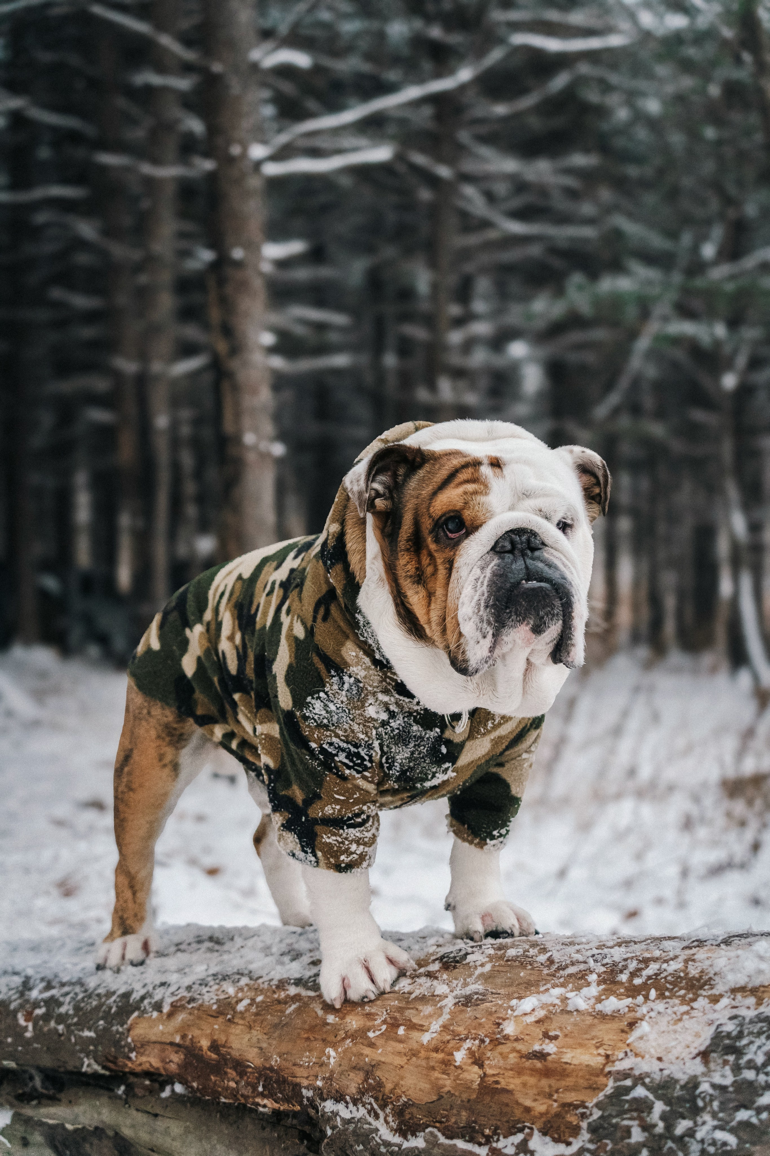 Зимняя история. Семейный фотограф анималист г. Находка