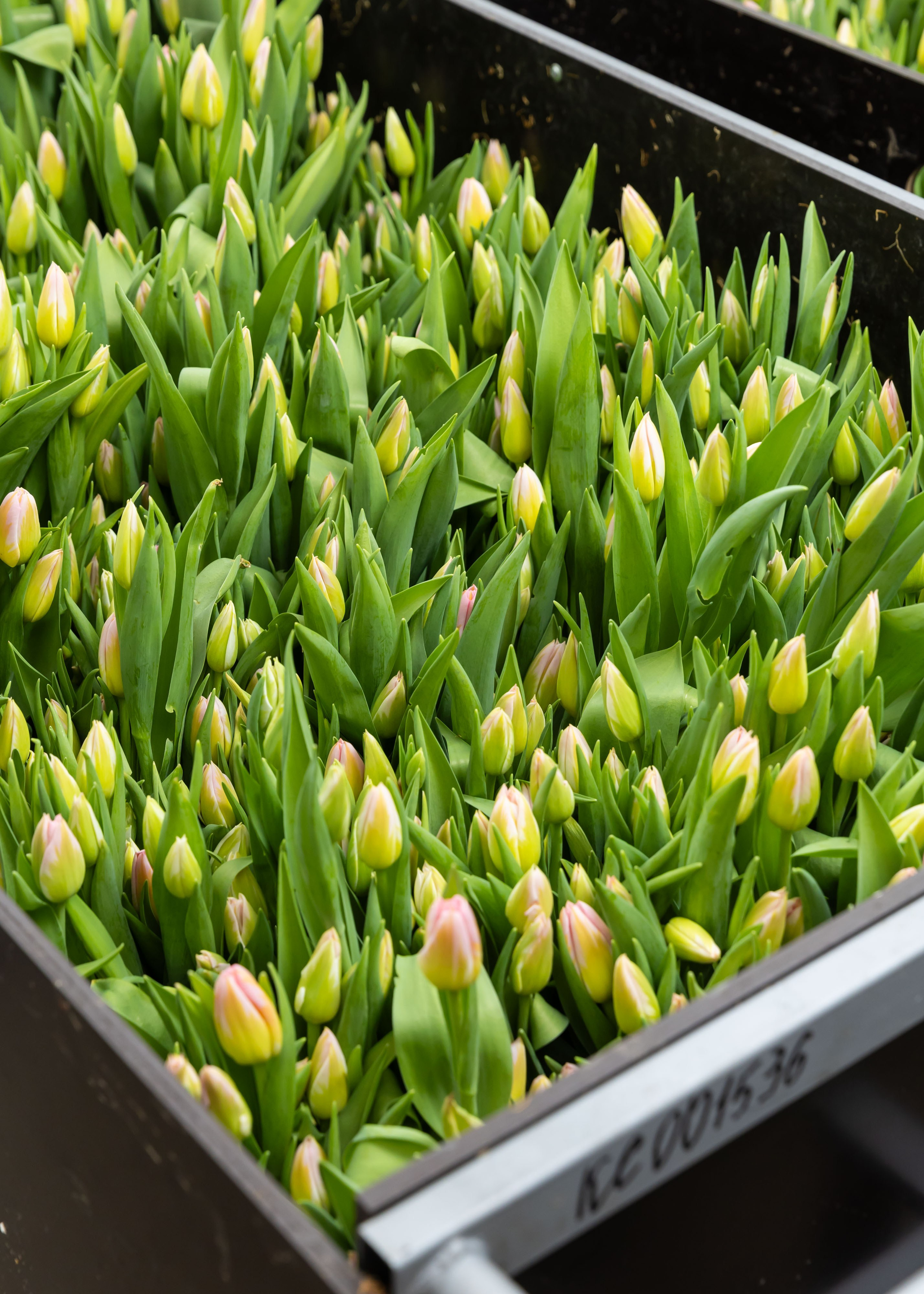 26.02.2026 Цветополис. ФОТОГРАФ ВИНОГРАДОВА ДАРЬЯ