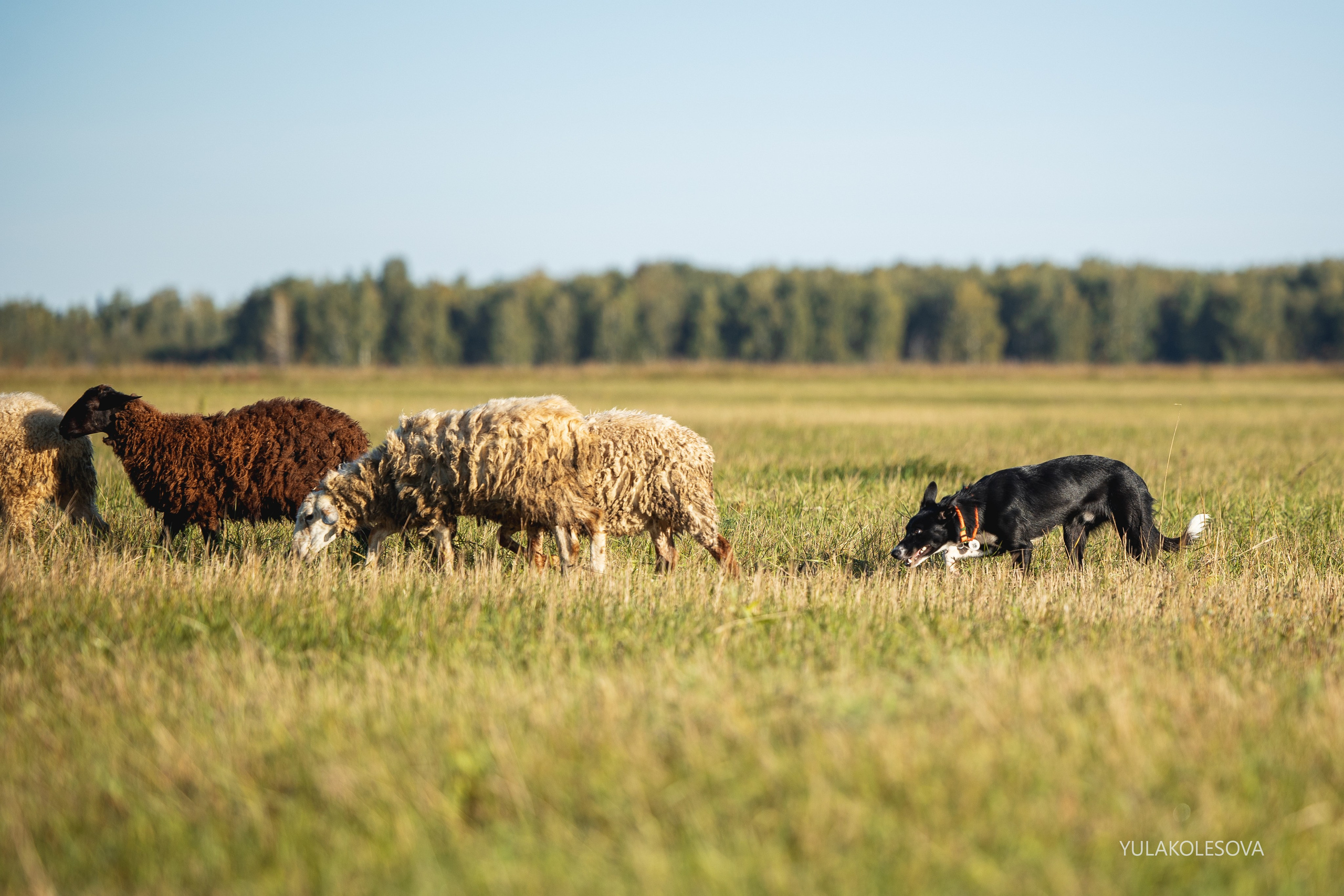 Пастуший интенсив, сентябрь 2024. YULA KOLESOVA | Фотограф — Анималист | Художник | Тюмень
