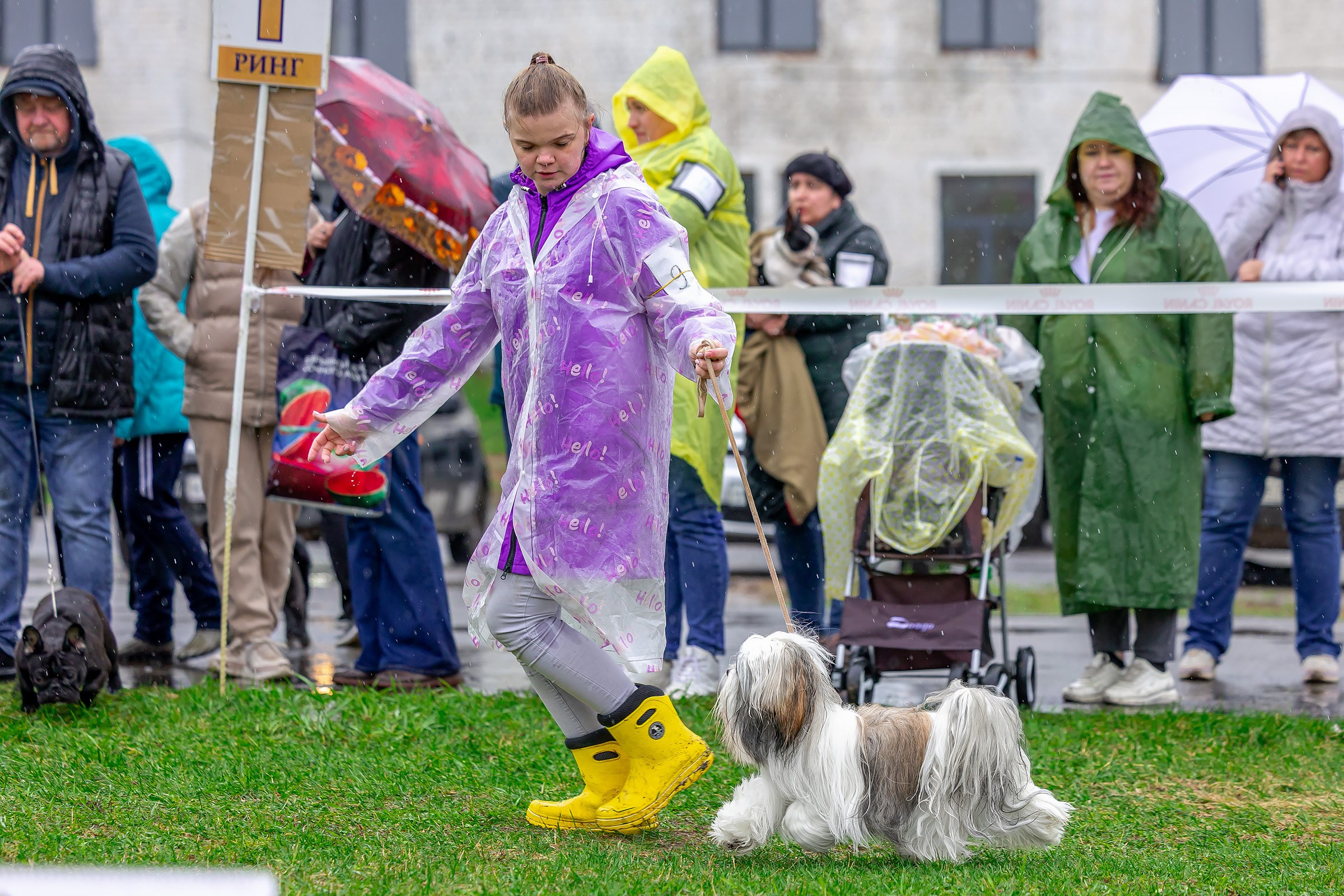 11 мая 2025, Выставка РКФ, г. Пермь. Htykk_photo
