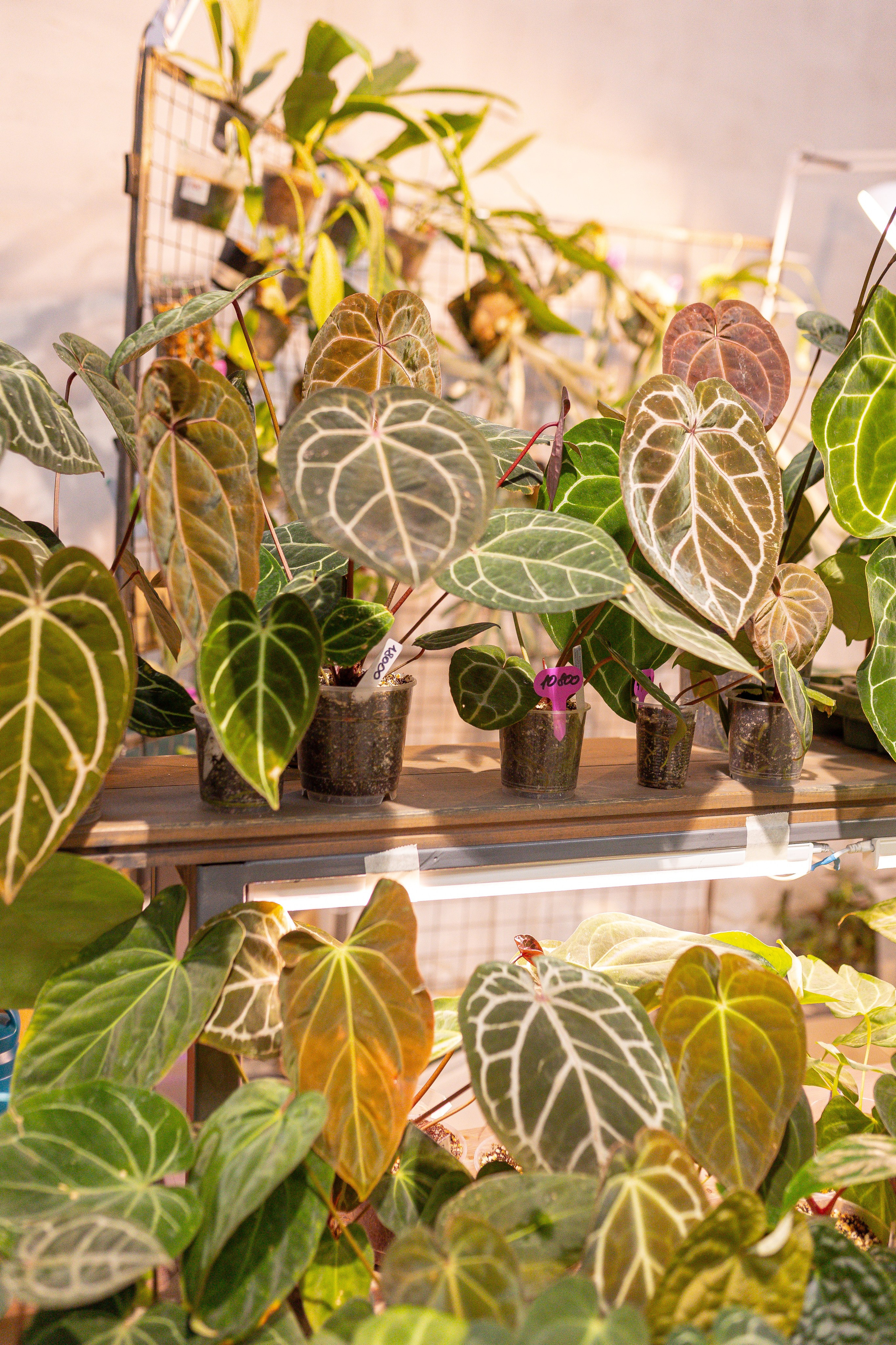 Ярмарка Green Rare 20.09.25. Александра Куликова фотограф, Москва