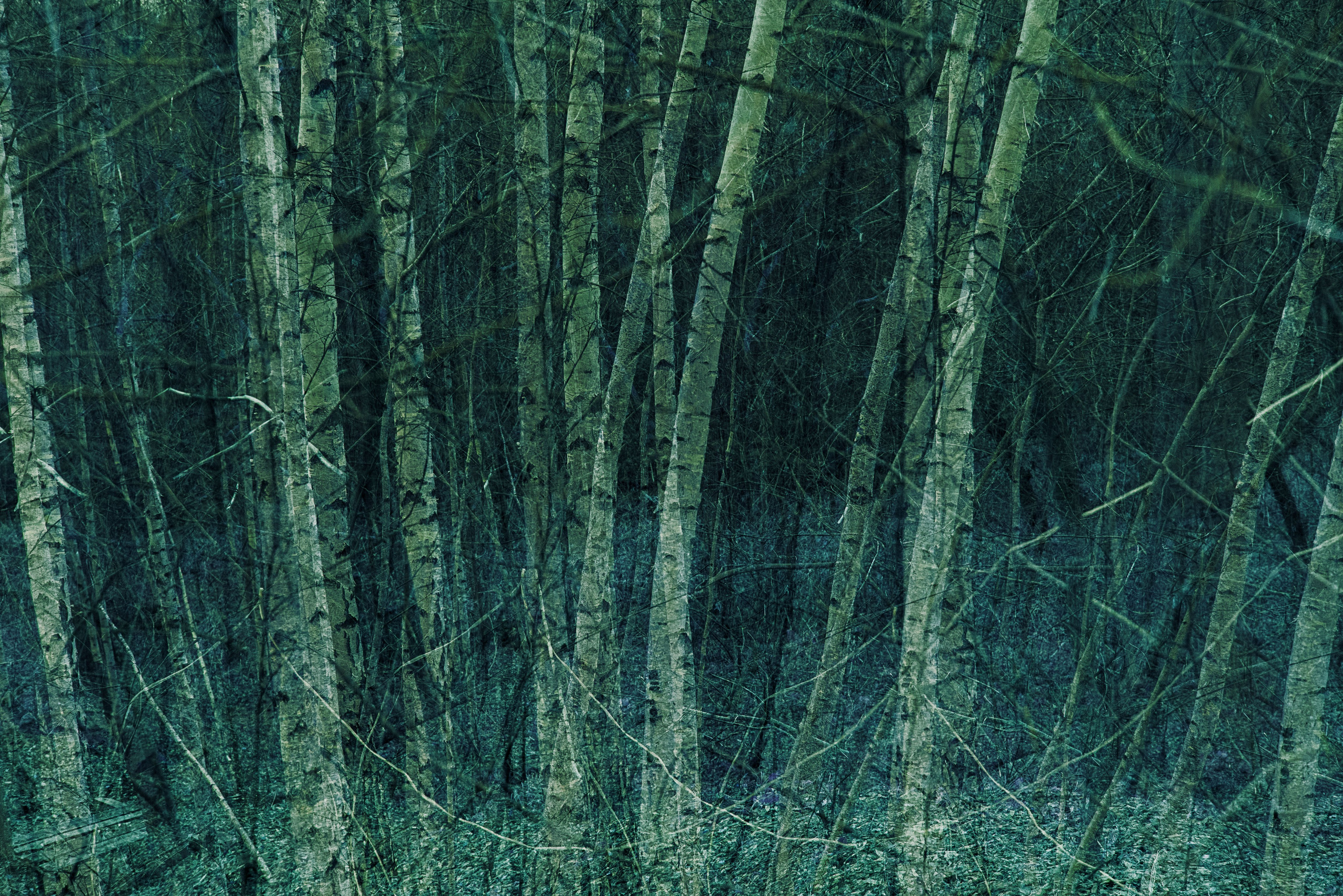 Talking to the forest (in progress). MAIN