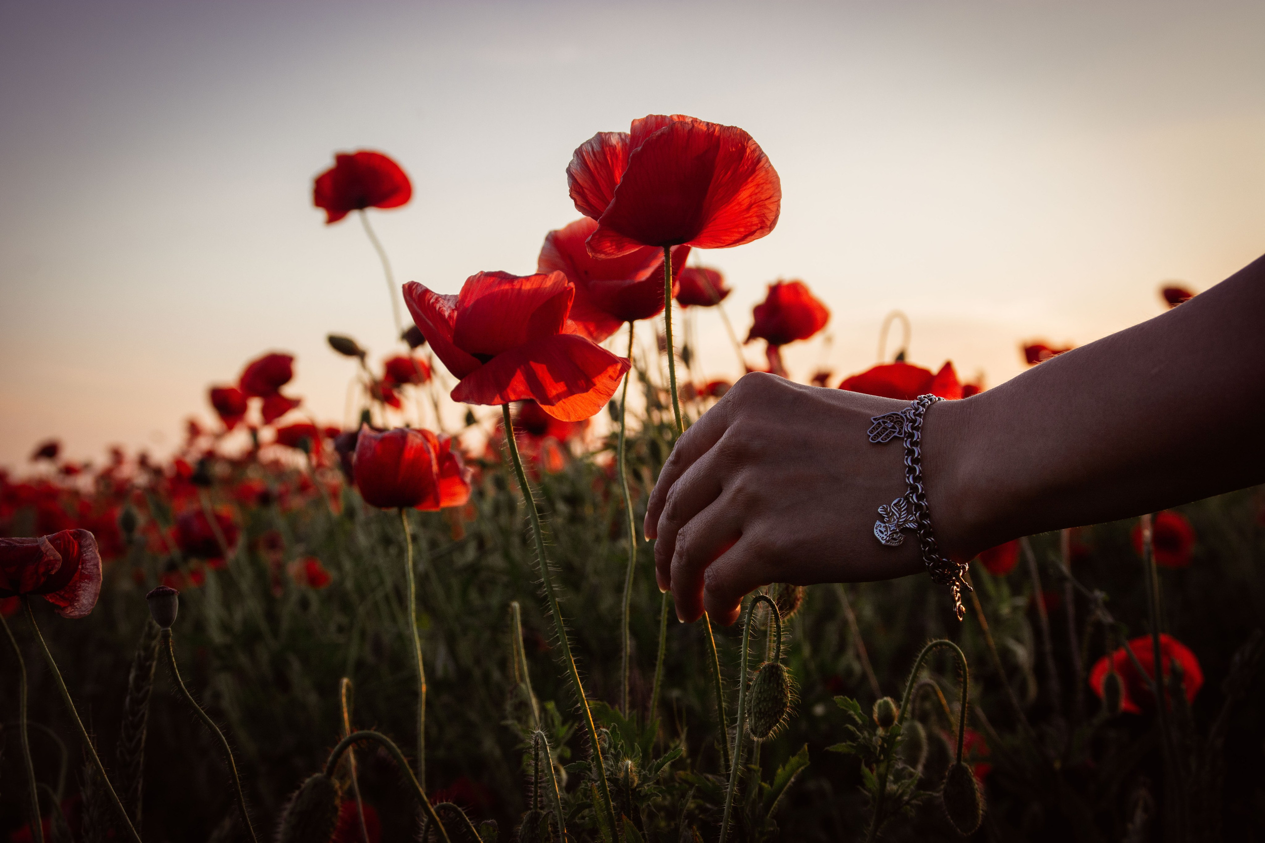 Фотосессия в поле маков. Елена Волкова семейный фотограф в станице Гостагаевской города-курорта Анапа