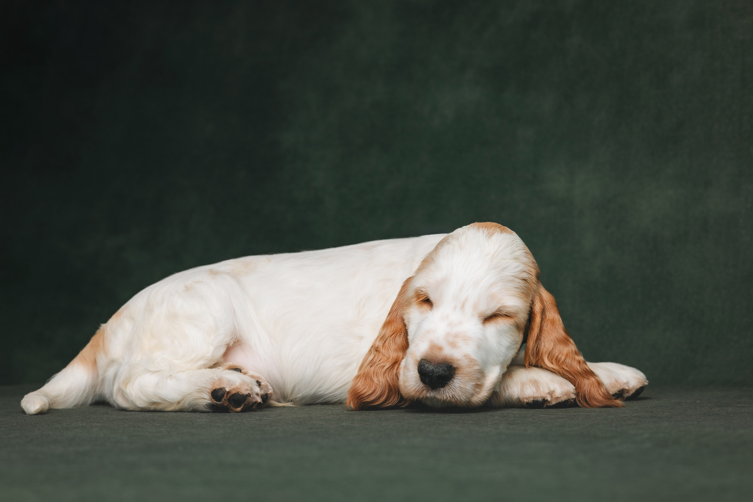 Английские коккер-спаниели. Фотограф анималист Осипчикова Мария