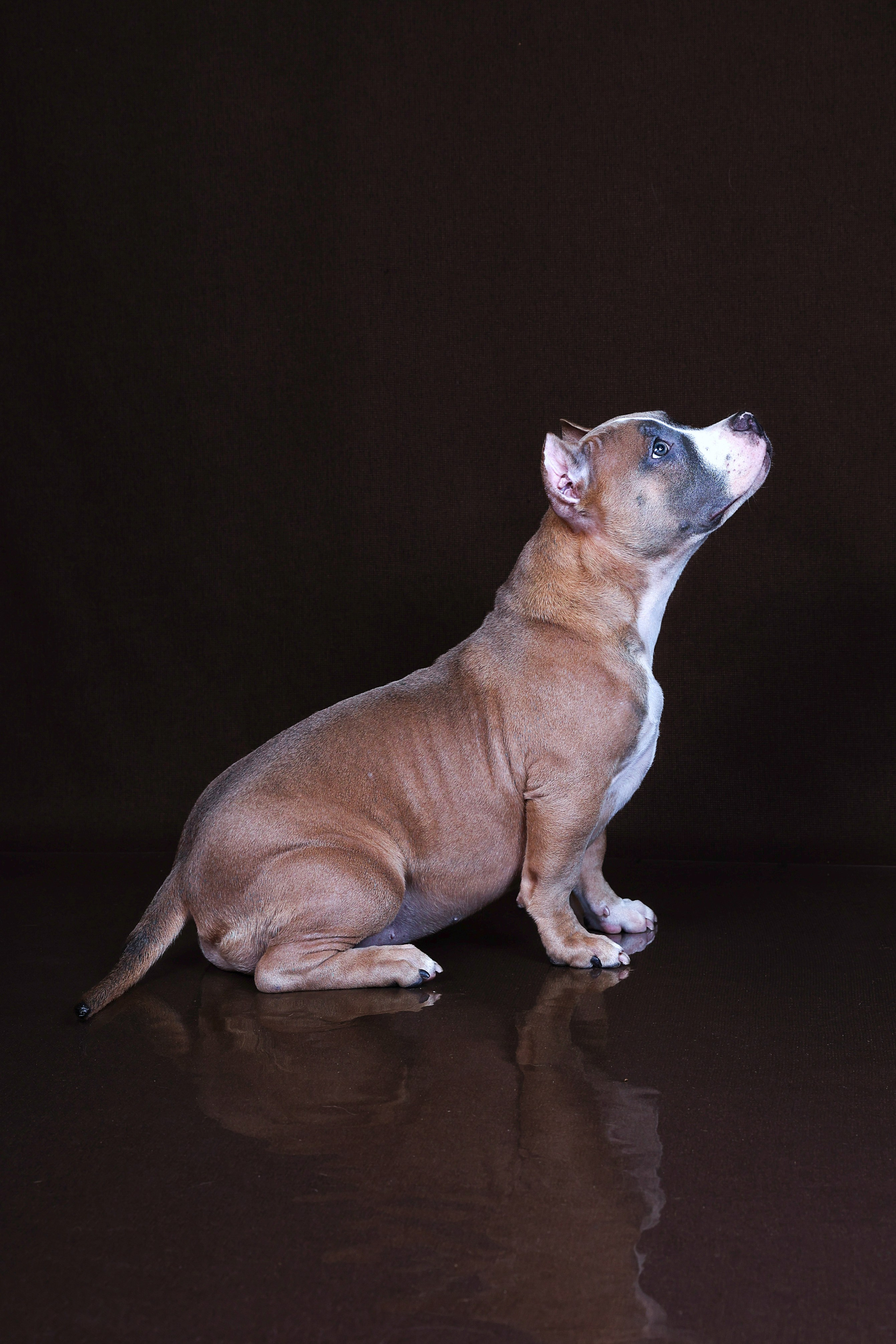 Американский булли!. Фотограф 📸 семейный, предметный, репортажный