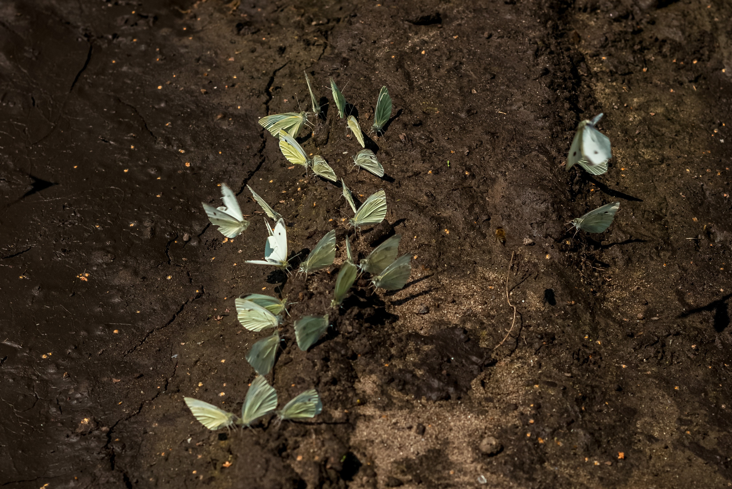Деревня Барышье. Женский фотограф Крещение Венчание Москва Брянск