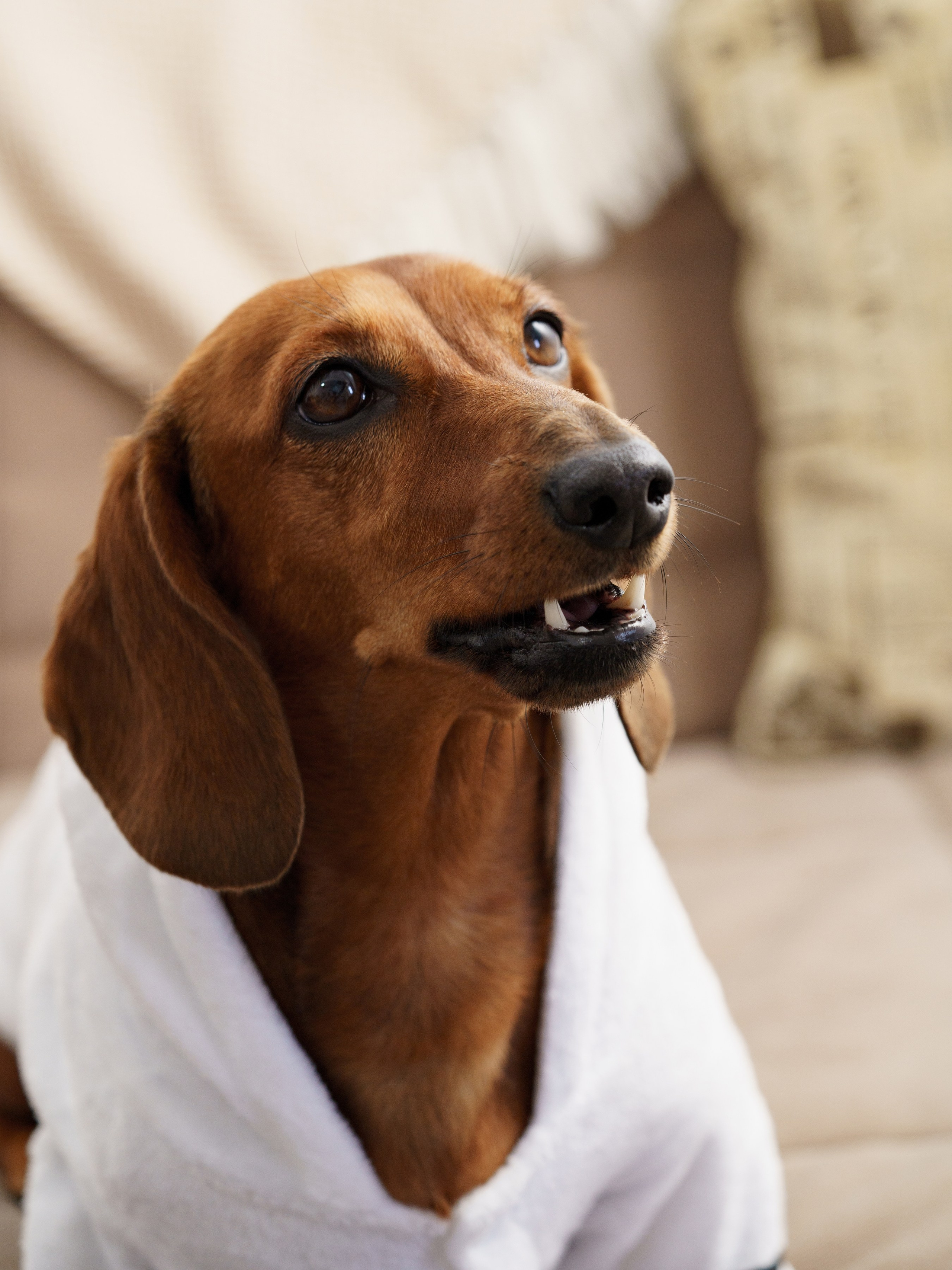 Съемки с животными. КЕД Студия-контент агентство полного цикла СПБ. Создаём фото, видео и контент, который помогает брендам и селлерам продавать больше