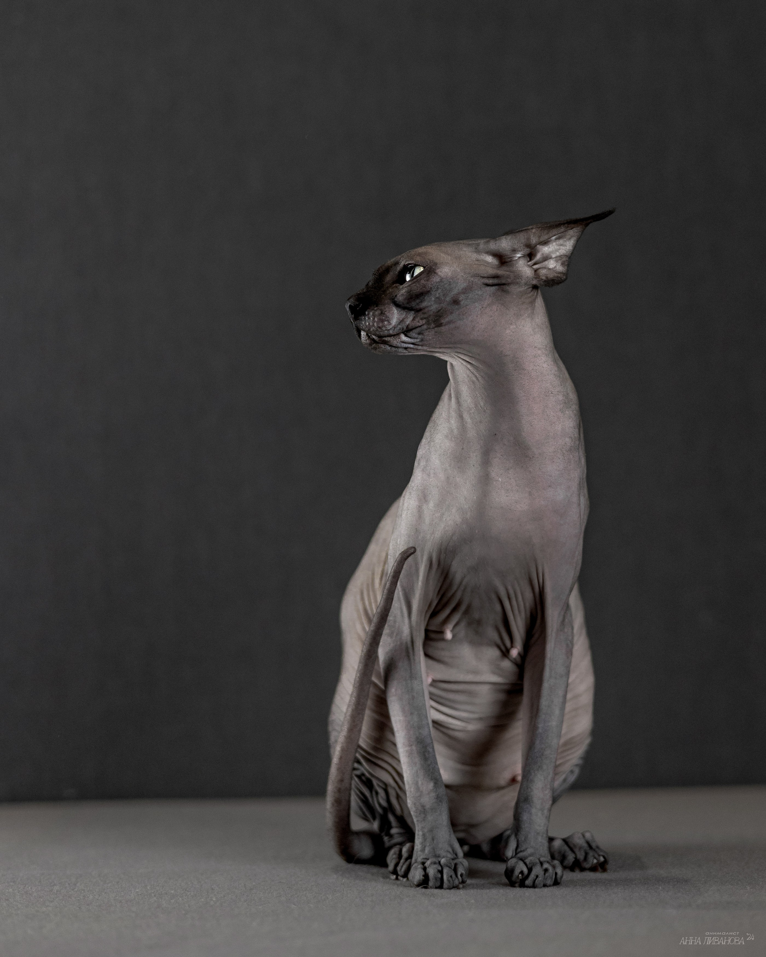 Черная киса сфинкс. Фотограф анималист Аня Ливанова | Рыбинск