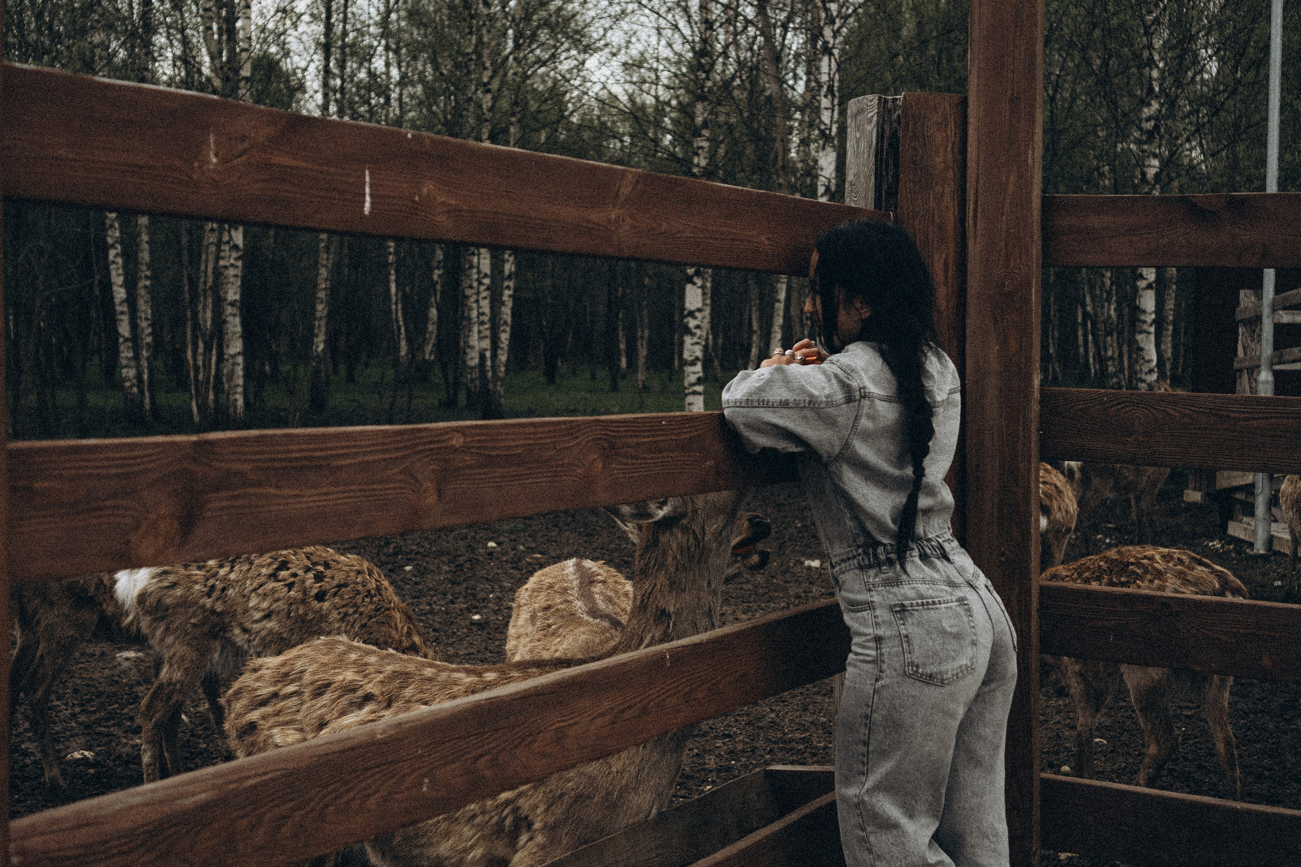 ОЛЕНЬЯ ФЕРМА В ТВЕРИ. Профессиональный фотограф, Санкт-Петербург — Виктория Богомолова