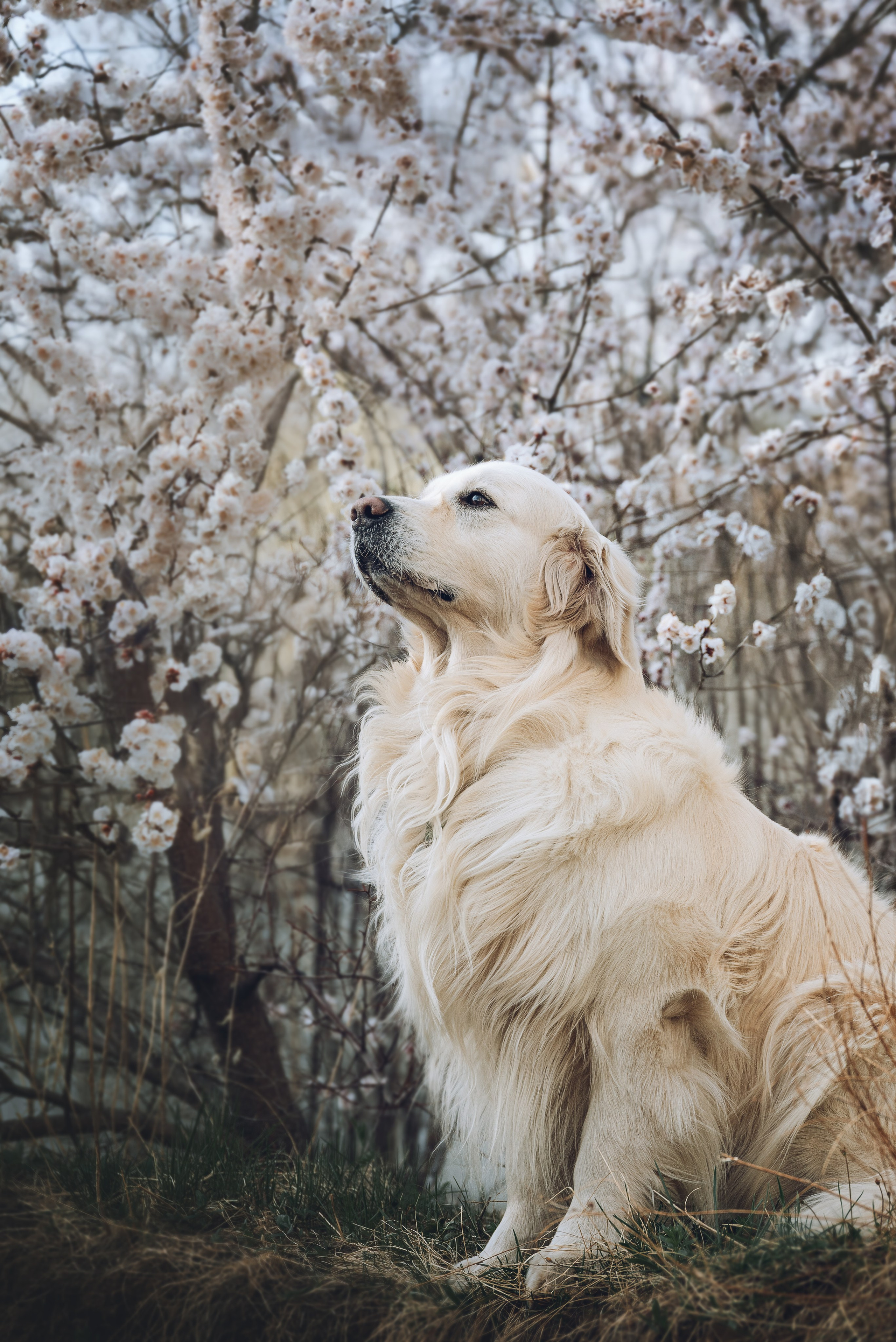 Съемка с собаками, животными. Сайт фотографа Елены Коноваловой Иркутск