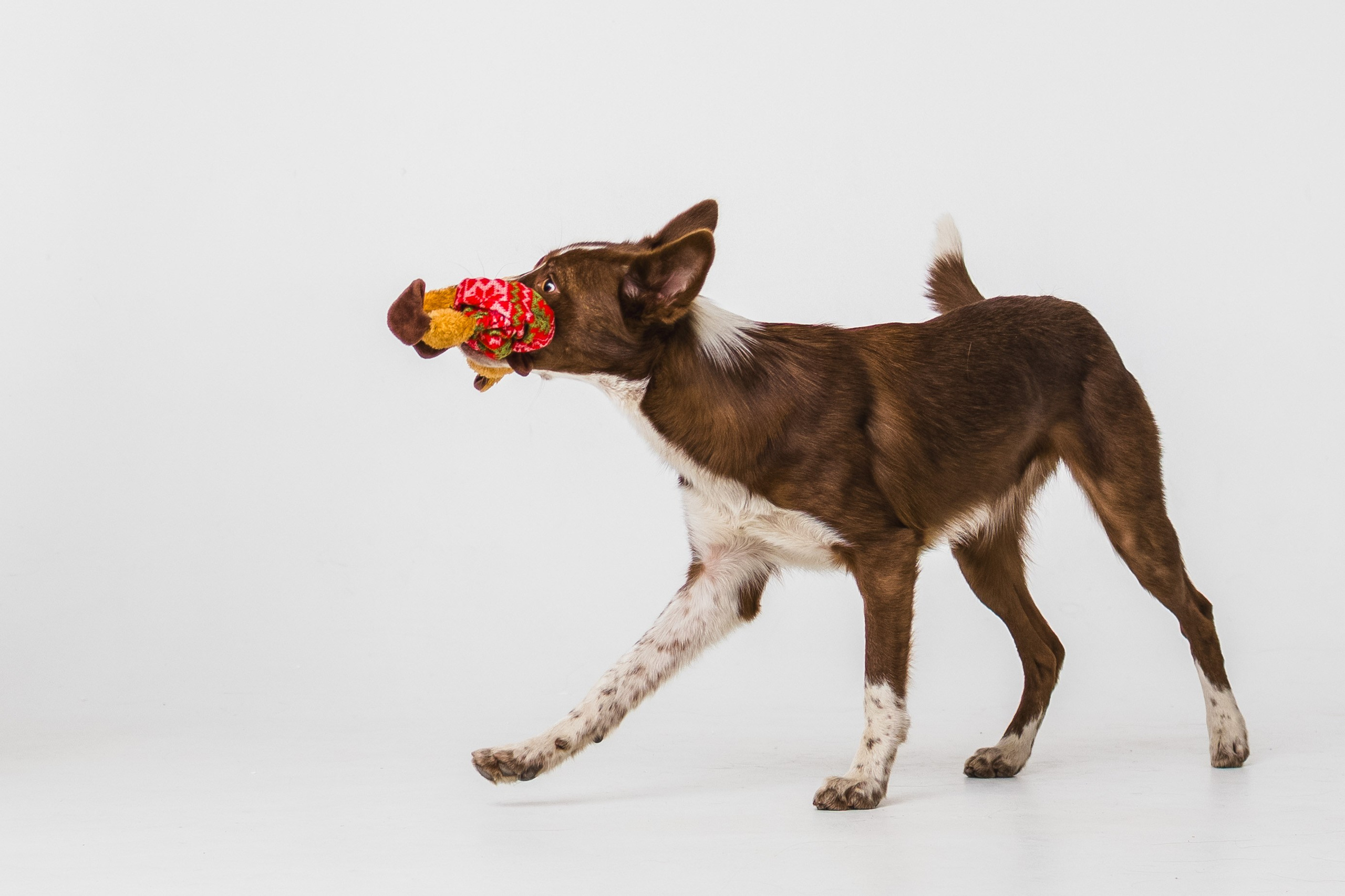 Воркшоп по импульсному свету