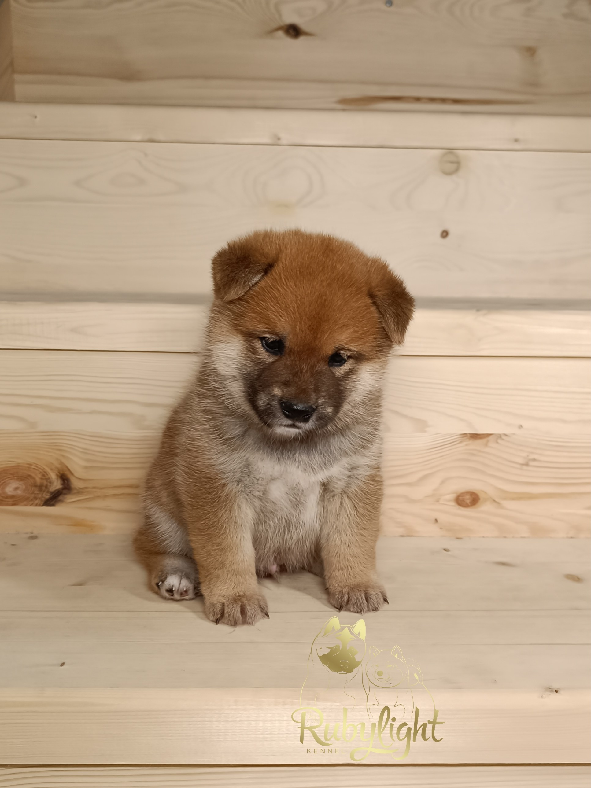 Сиба Rubylight Everest питомник Рубилайт 