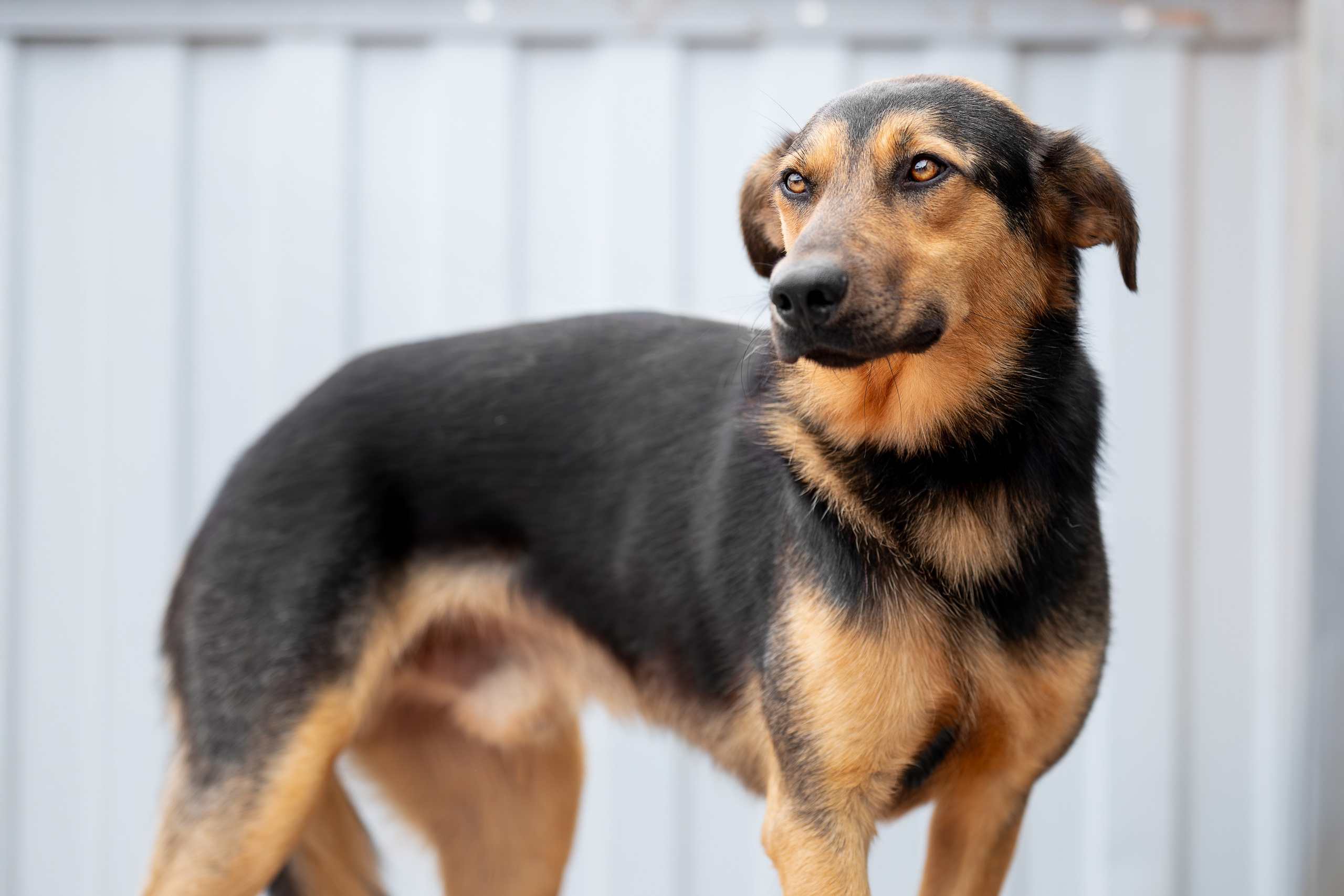 Мини-приют «Возрождение». Ирина Голомб|Фотограф-анималист в  Сочи и Калининграде