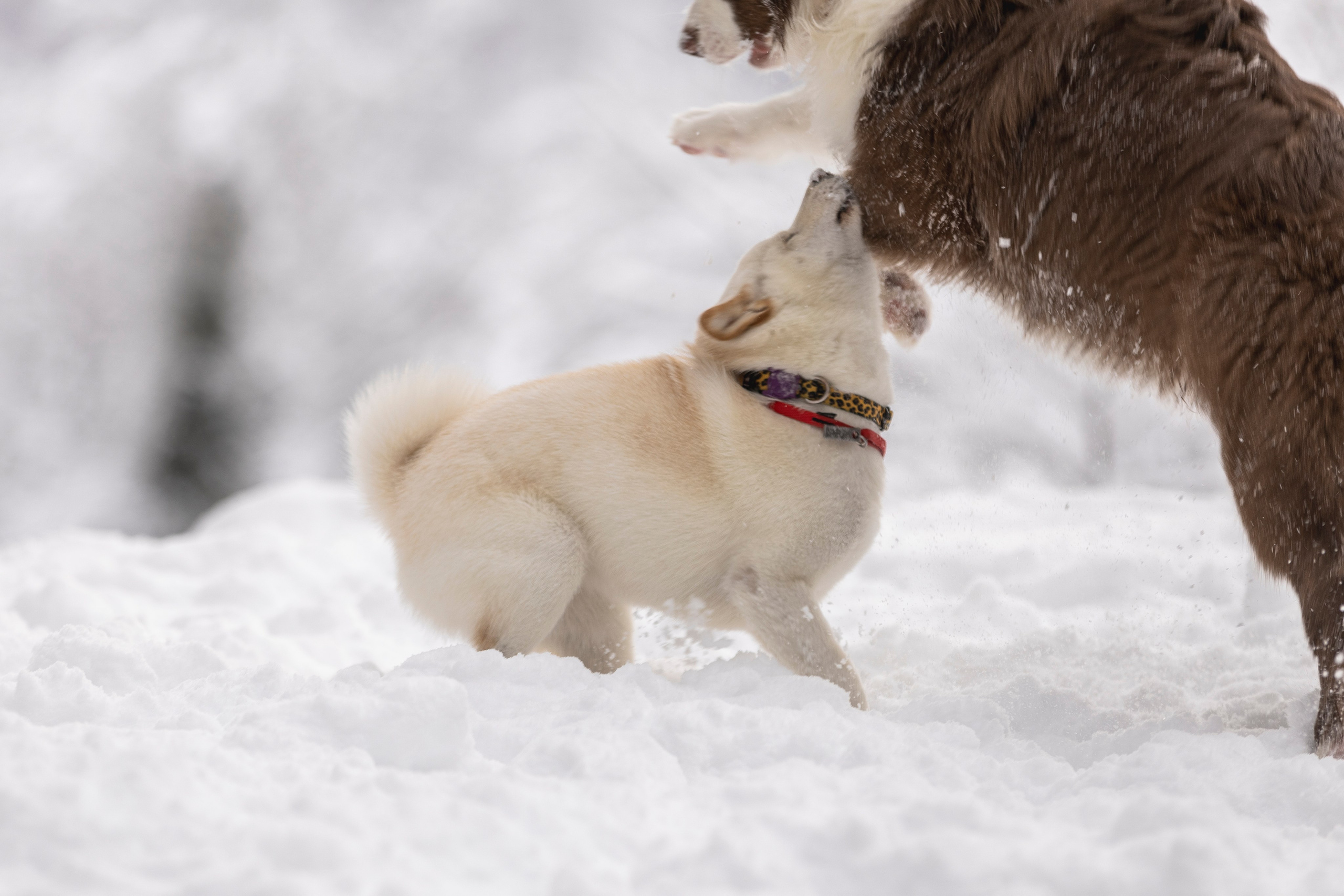 Догтуса Тропа Ефремова. Ирина Голомб|Фотограф-анималист в  Сочи и Калининграде