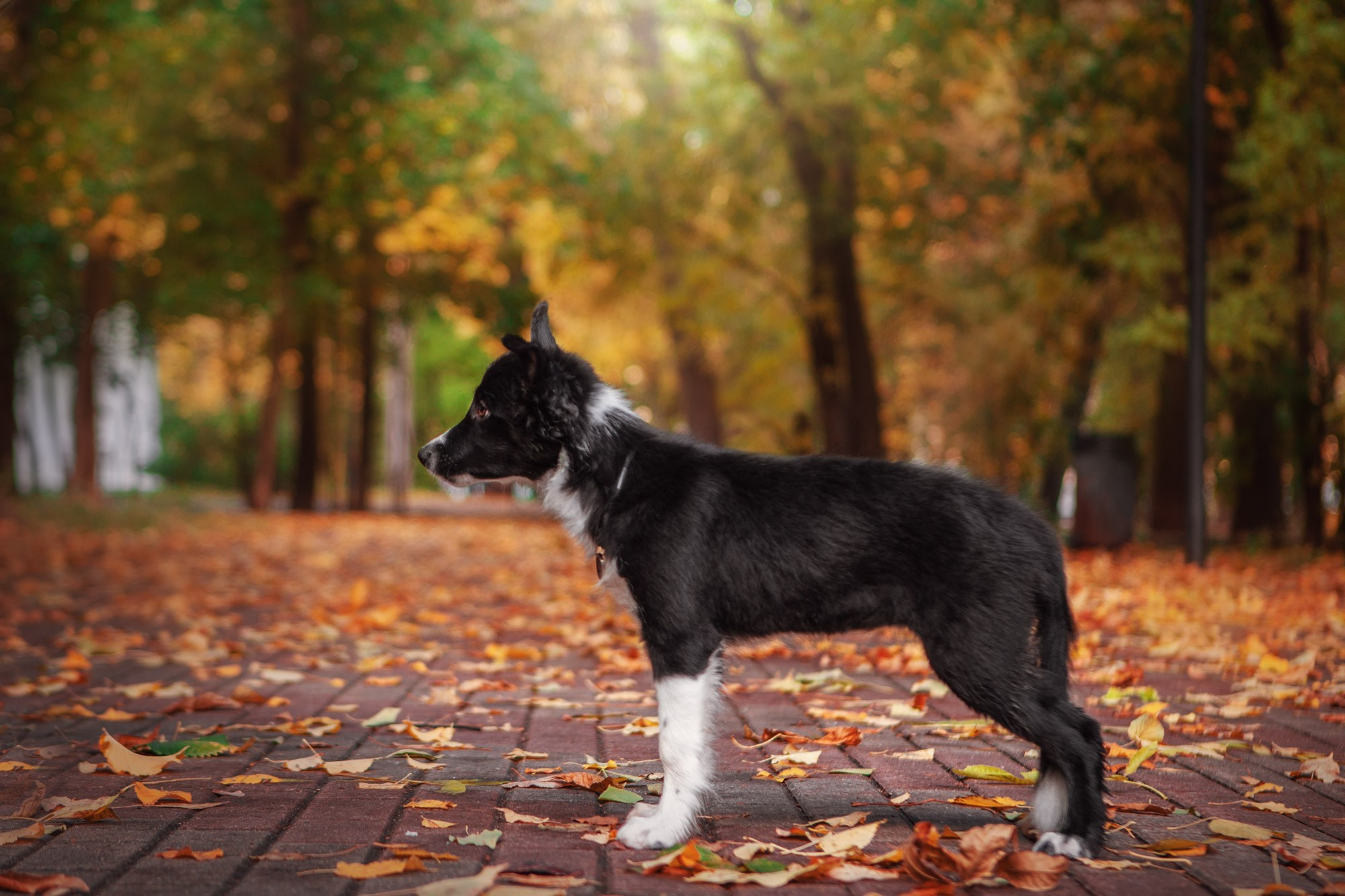 Оди и Юки. Фотограф анималист Кузнецова Анна Нижний Новгород