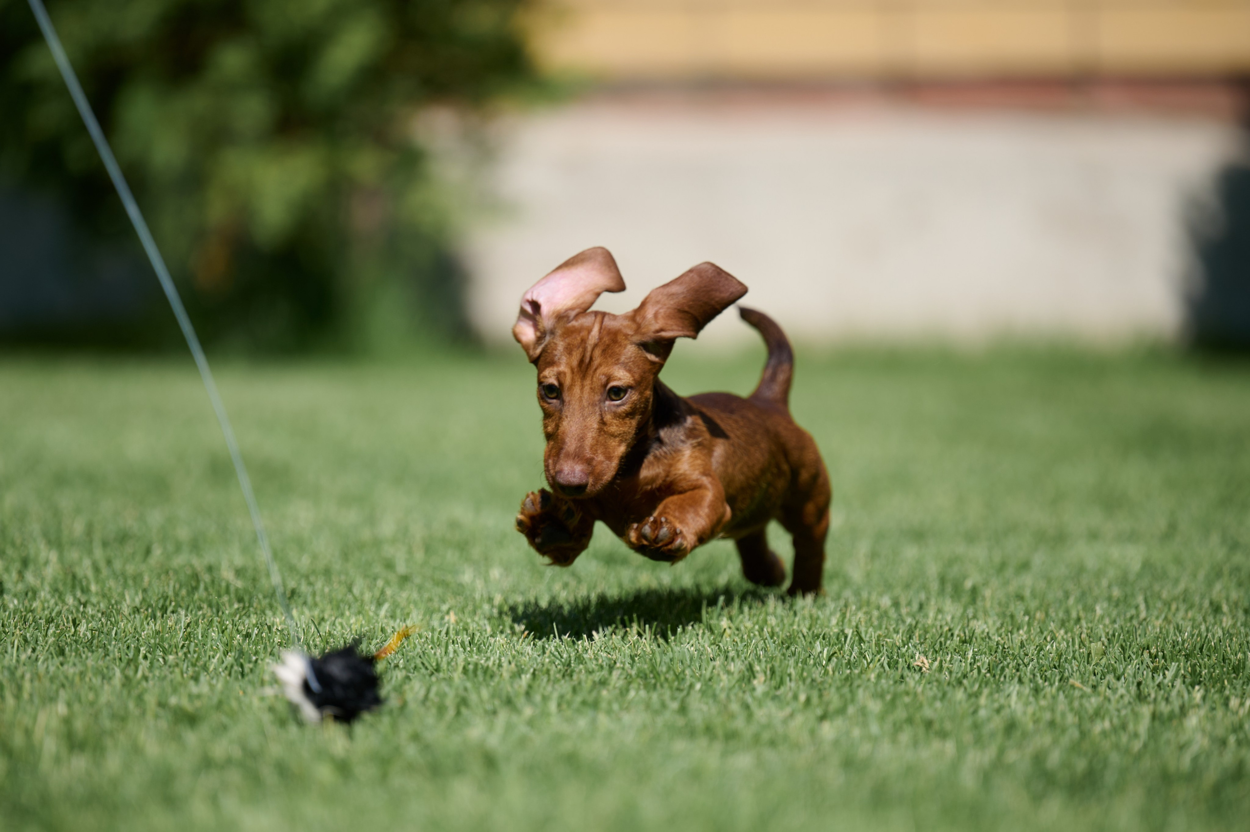 Щенки и котята на улице. Фотограф анималист в Казани Алина Сулейманова. Фотограф животных