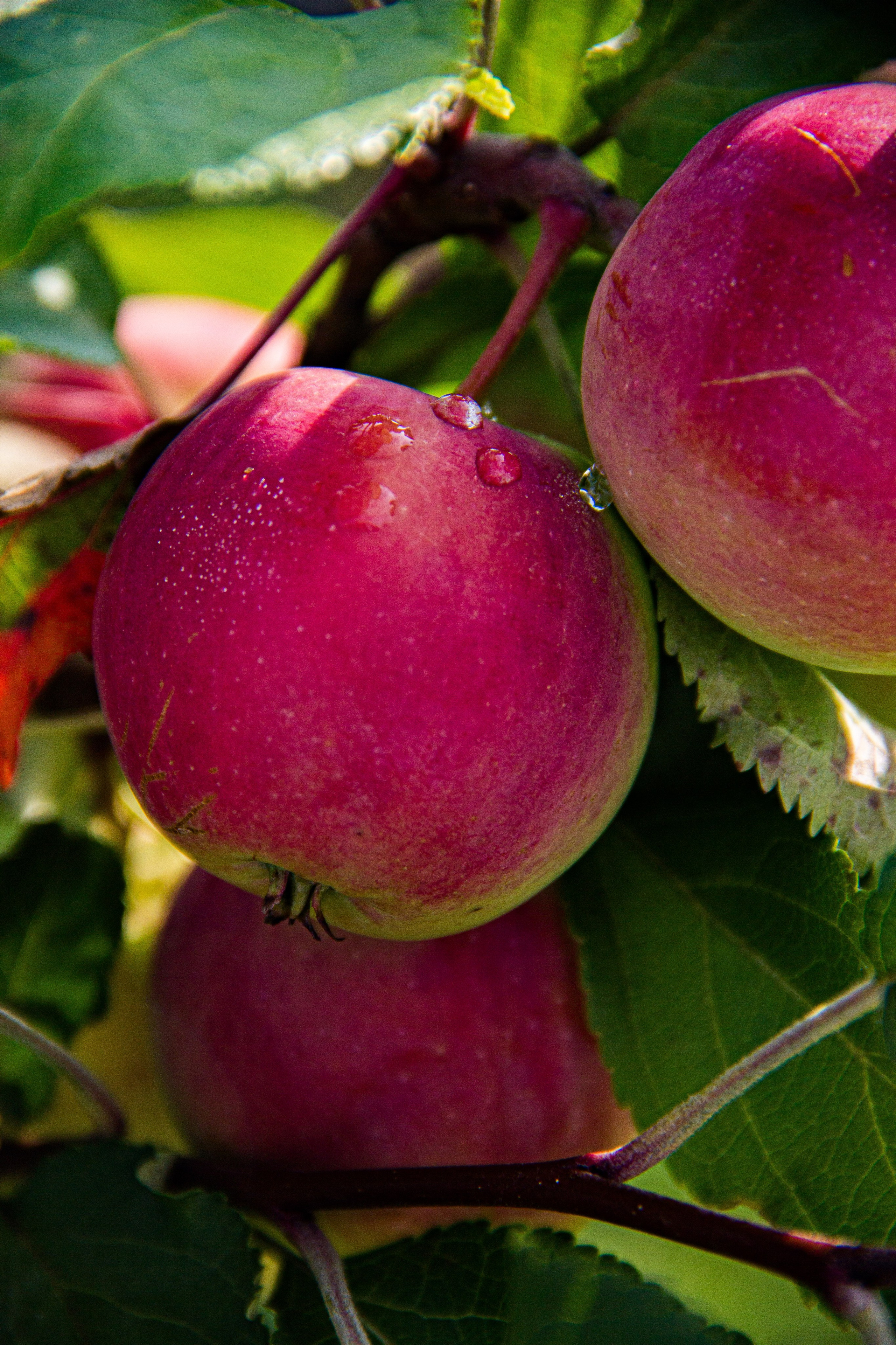 Subject: в саду. Фотограф в Перми Любовь Огородова | Авторские туры