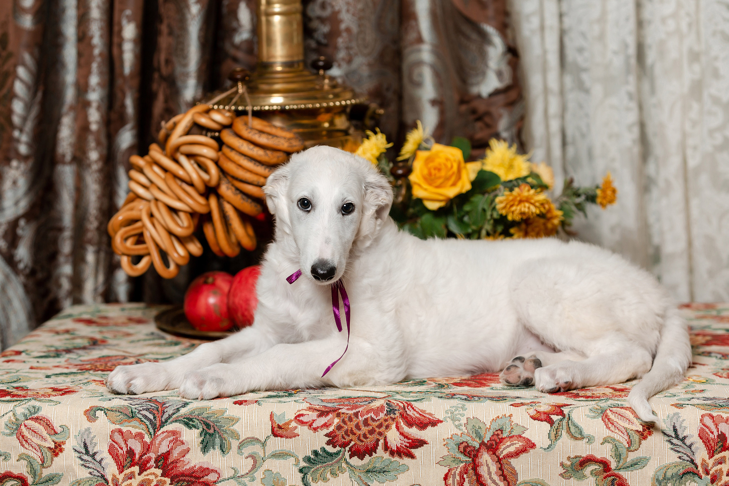 Фотосъёмка щенков. Фотограф-анималист в Краснодаре Маша Мельникова