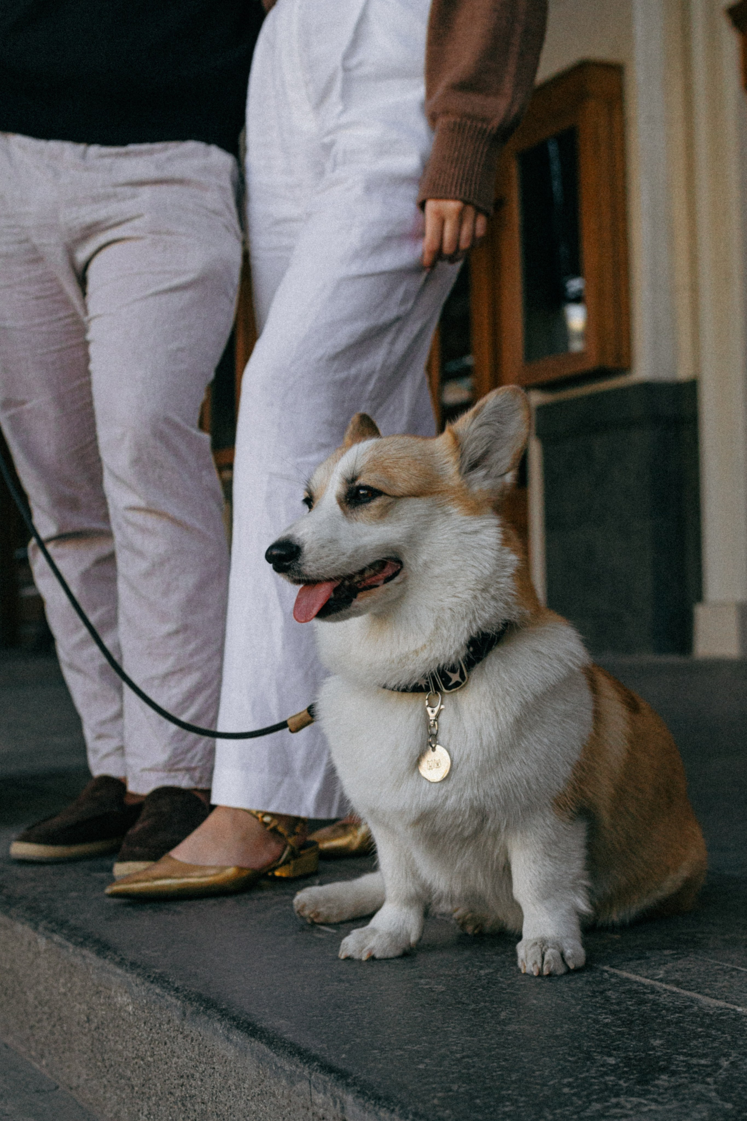 Даша, Рома и Лесли. Фотораф — анималист Мария Шистка