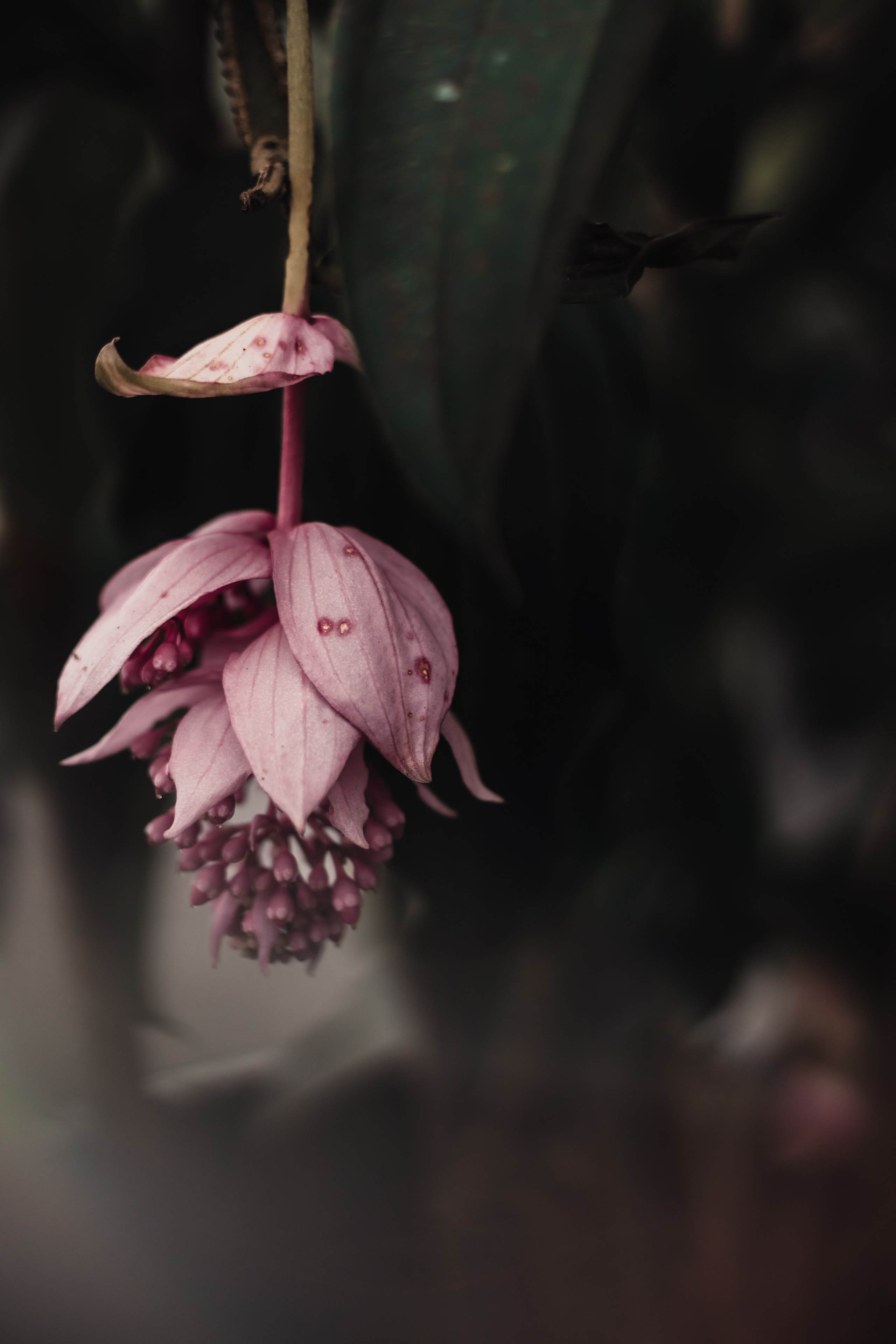 Amazonka. Мариам Багдасарян