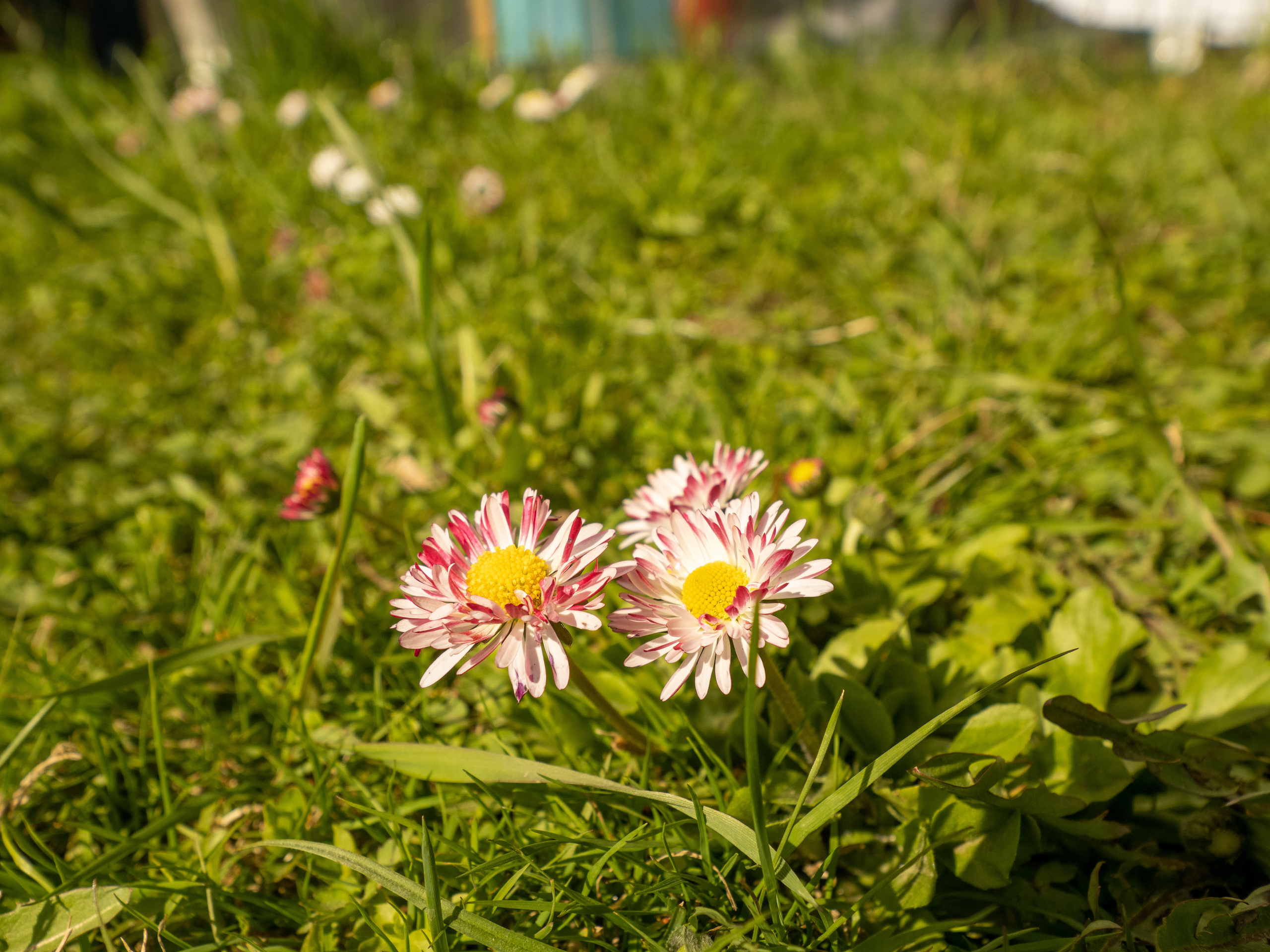 Пушкинские горы. Творческие сьемки