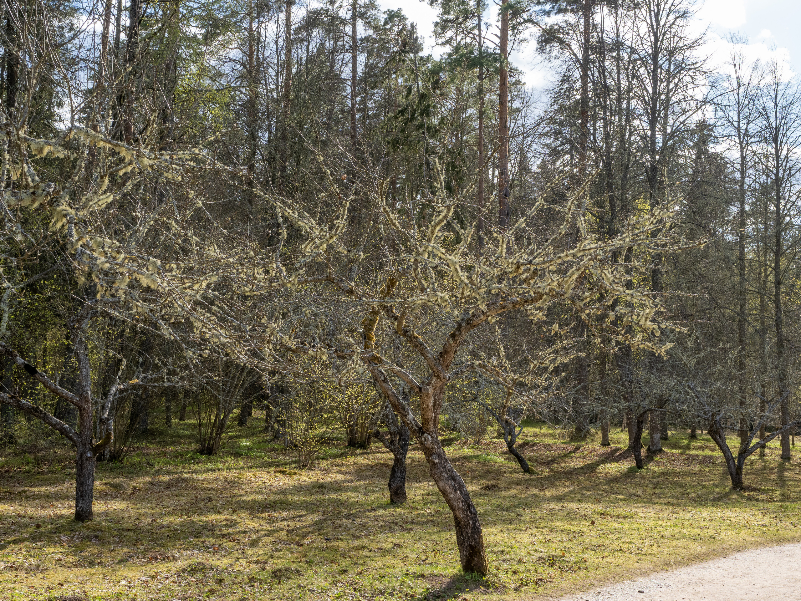 Пушкинские горы. Творческие сьемки