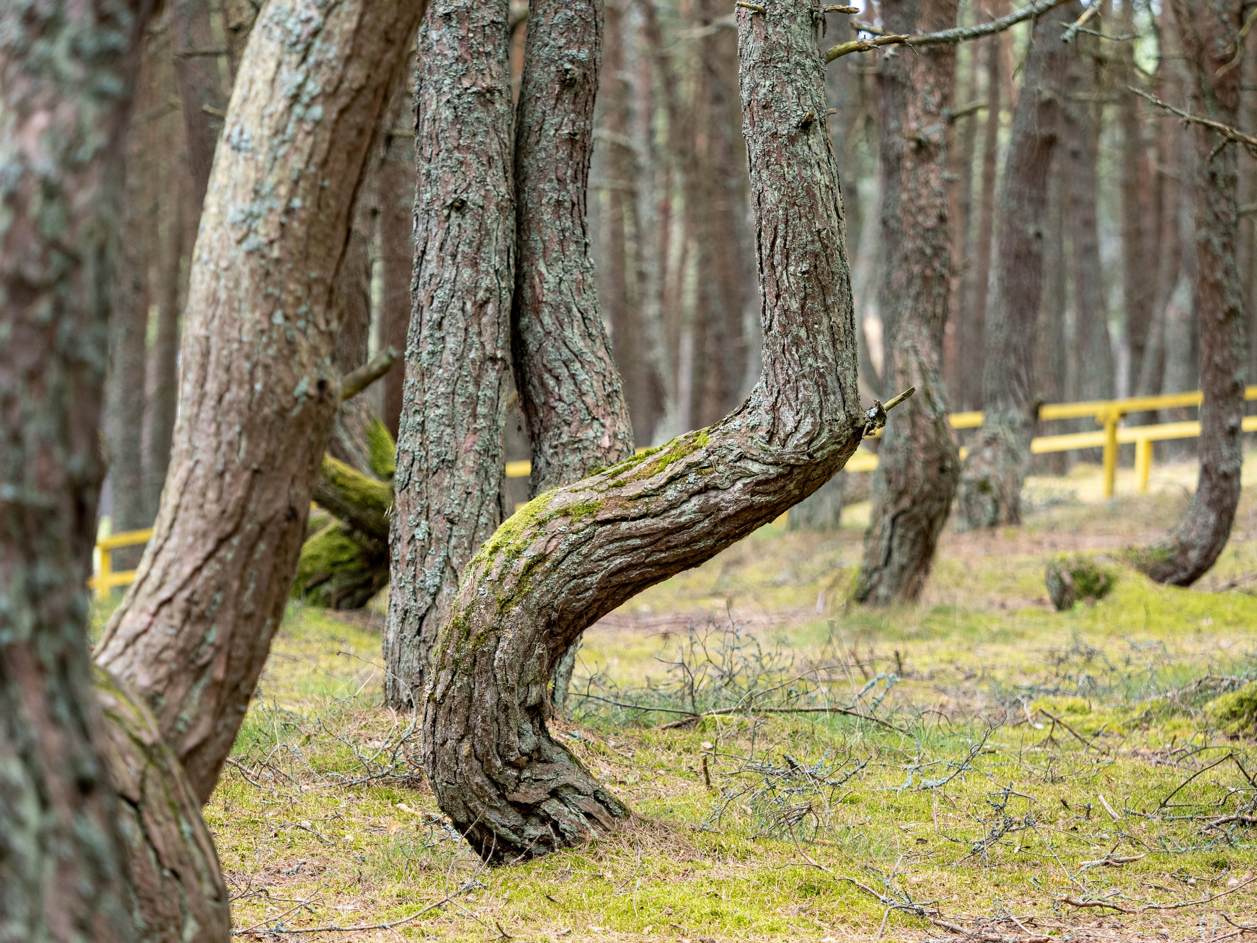 Калининград и окрестности. Творческие сьемки