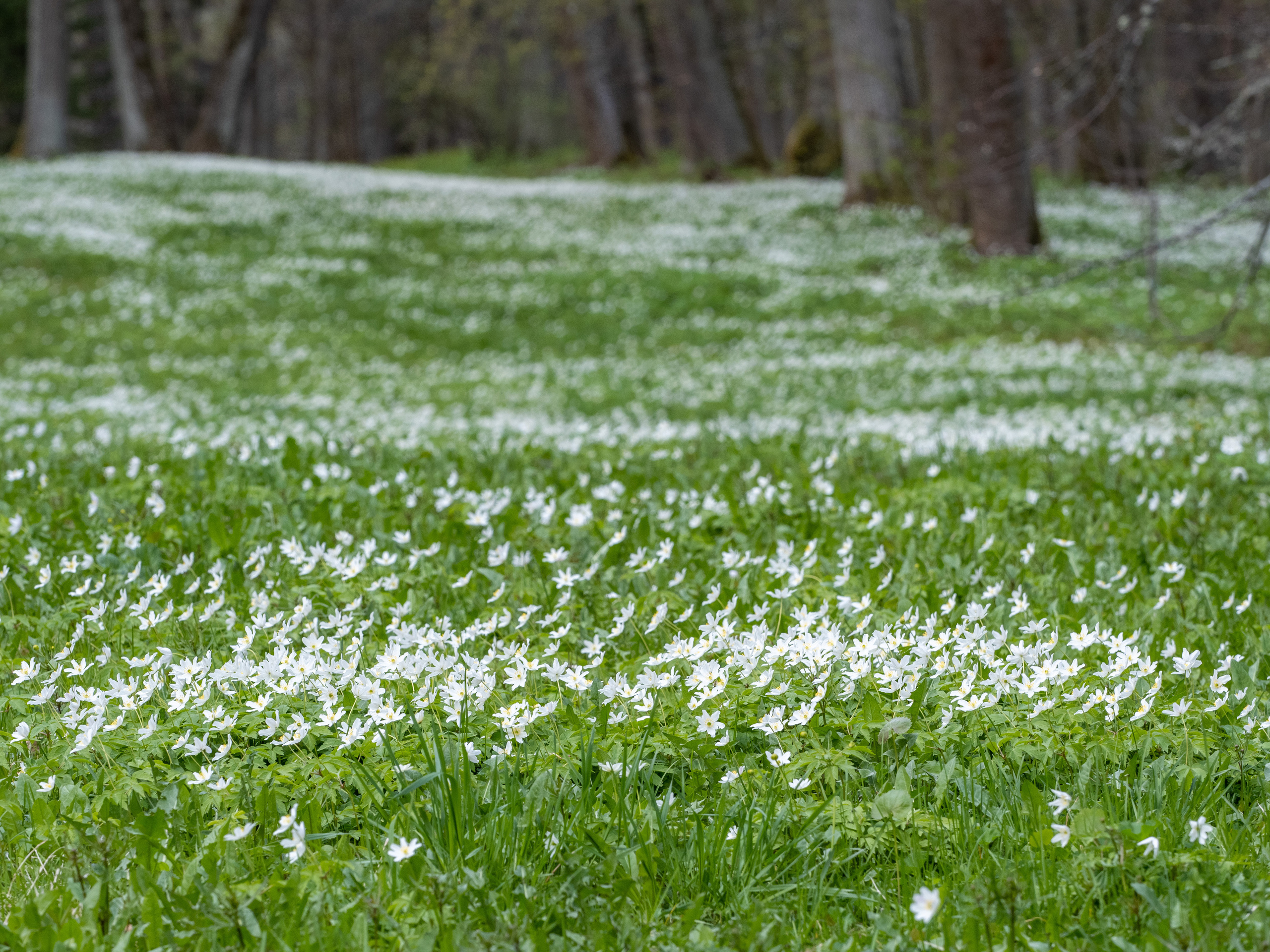 Пушкинские горы. Творческие сьемки