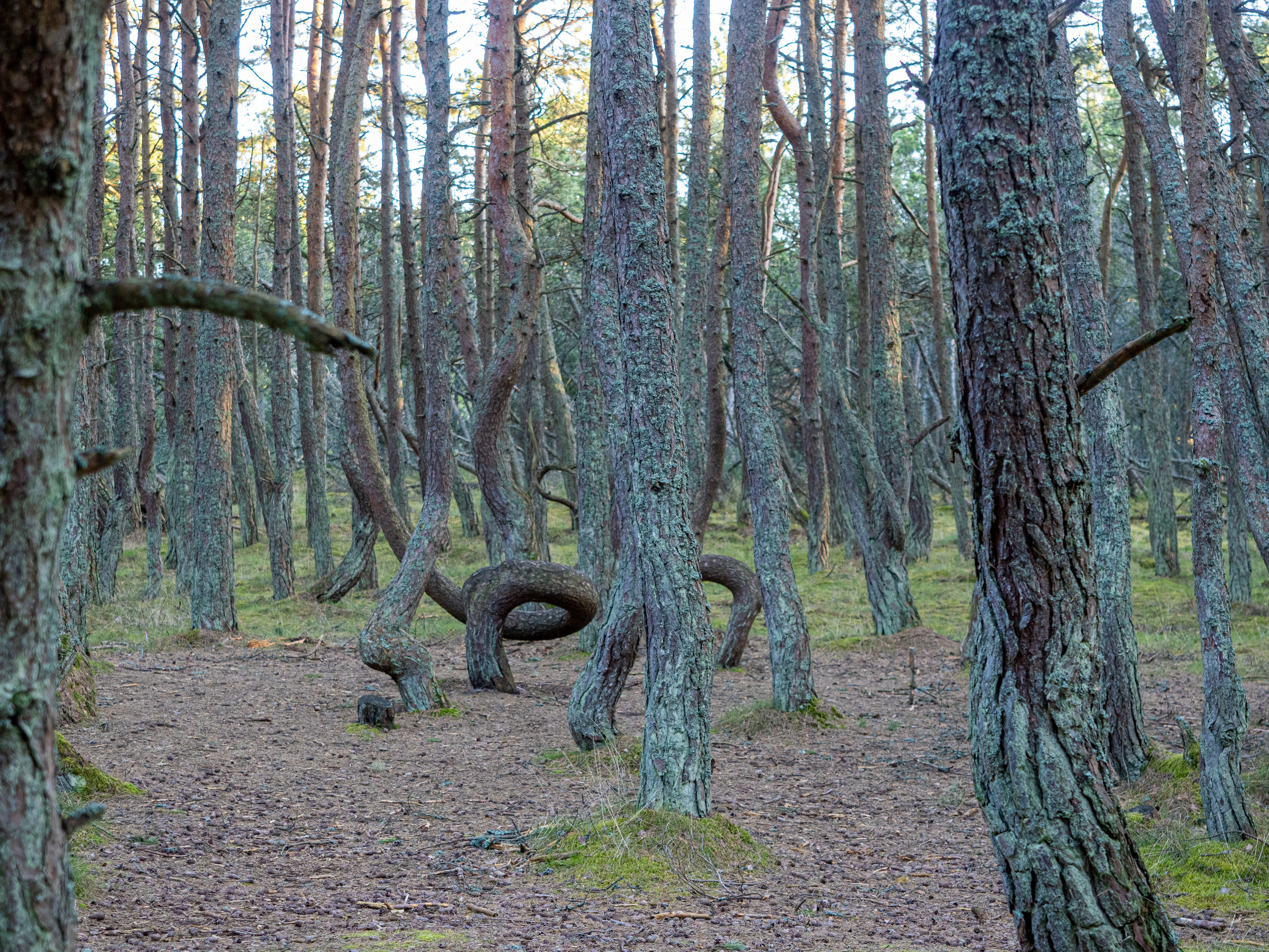 Калининград и окрестности. Творческие сьемки