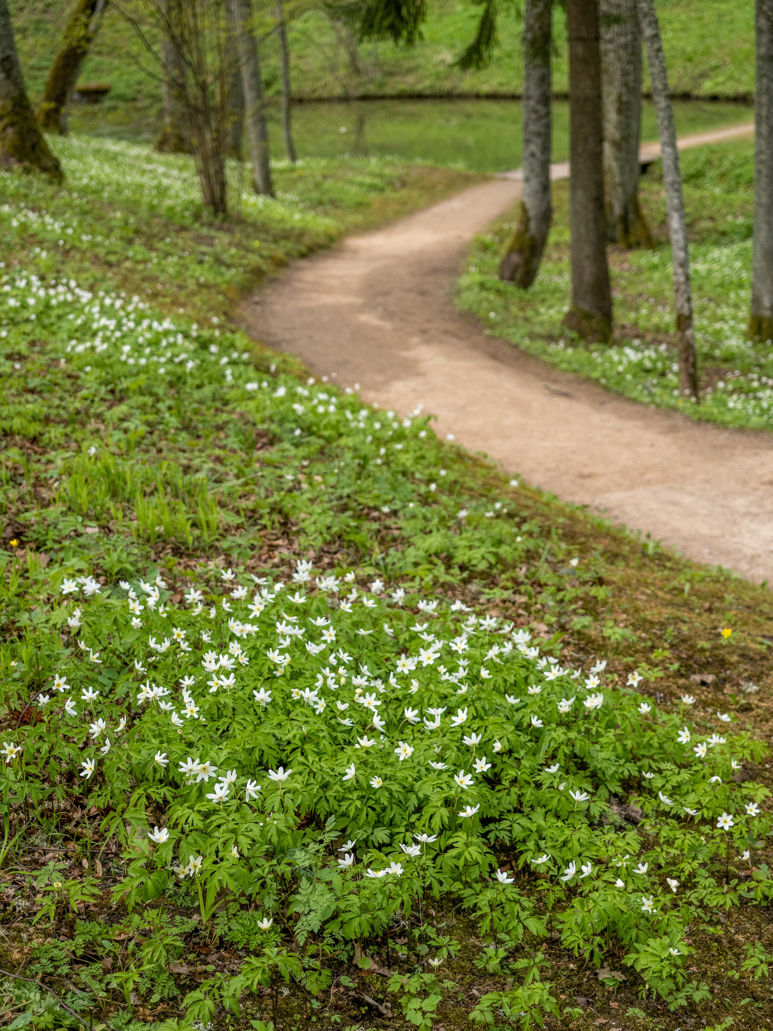 Пушкинские горы. Творческие сьемки