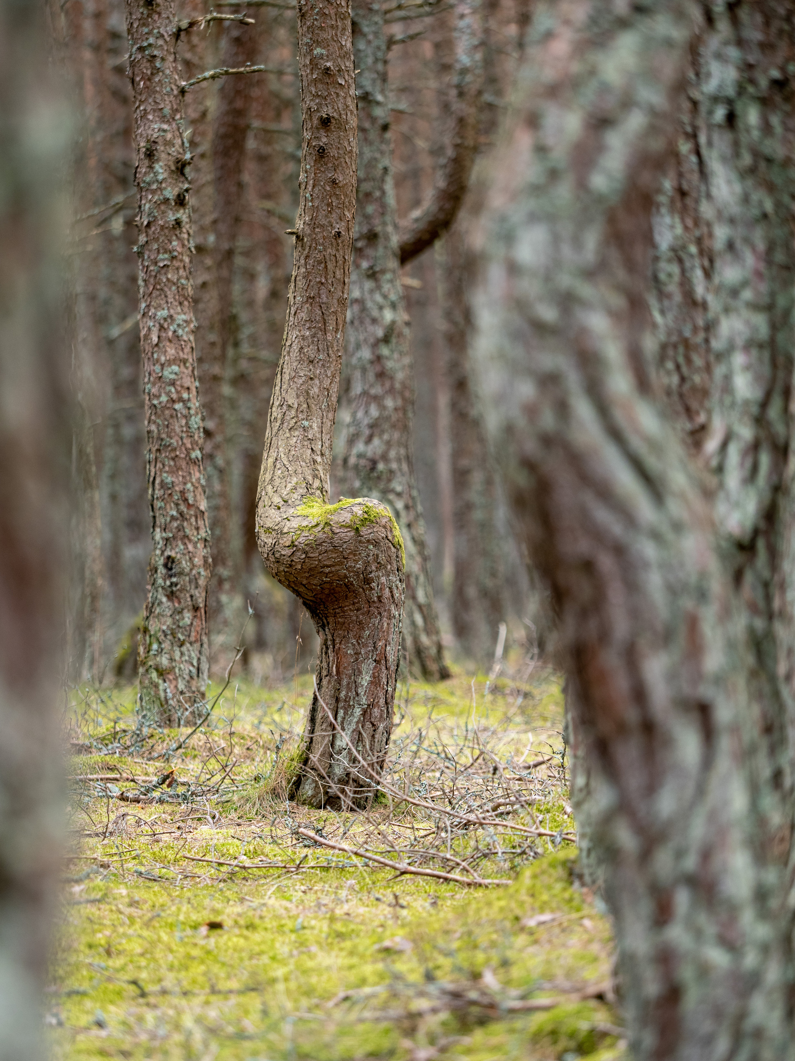 Калининград и окрестности. Творческие сьемки