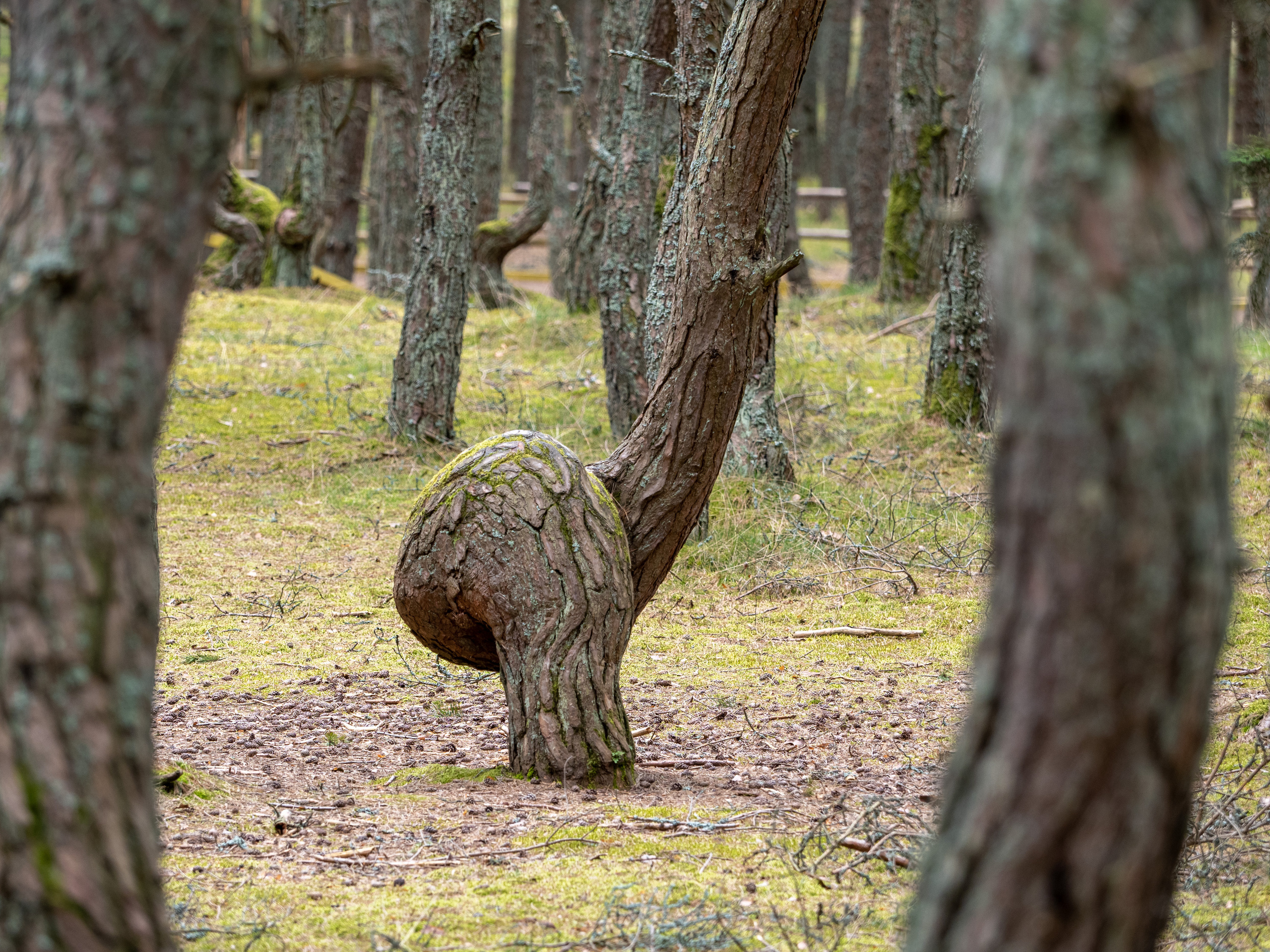 Калининград и окрестности. Творческие сьемки