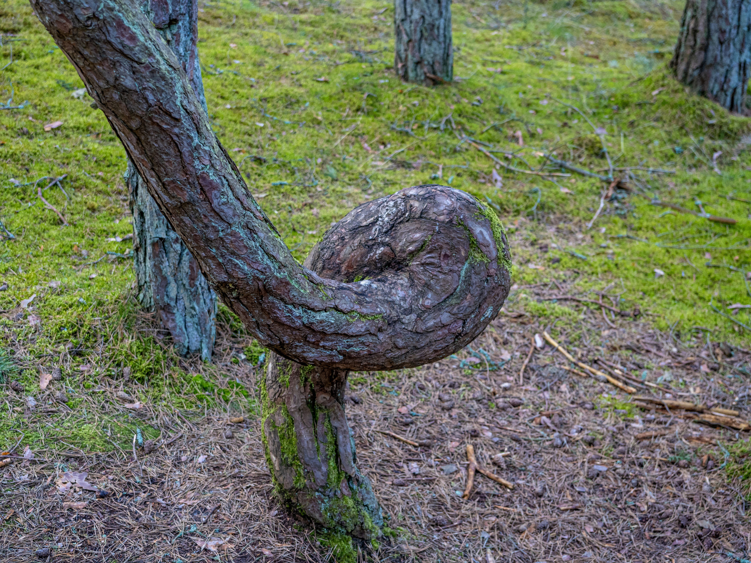 Калининград и окрестности. Творческие сьемки